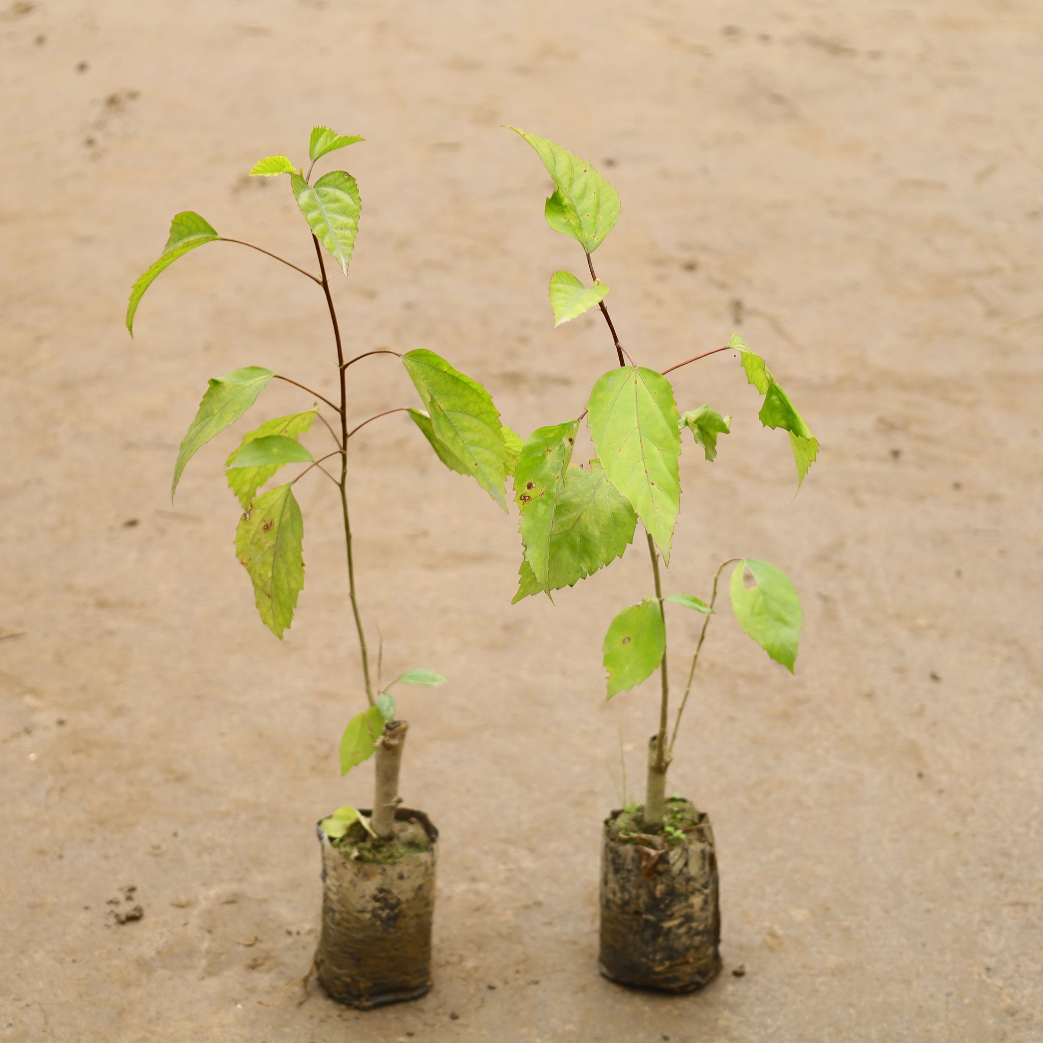 Set Of 2 - Hibiscus / Gudhal In 4 Inch Nursery Bag
