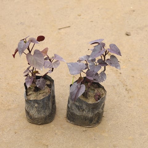 Set Of 2 - Ipomea / Sweet Potato Red Vine In 4 Inch Nursery Bag