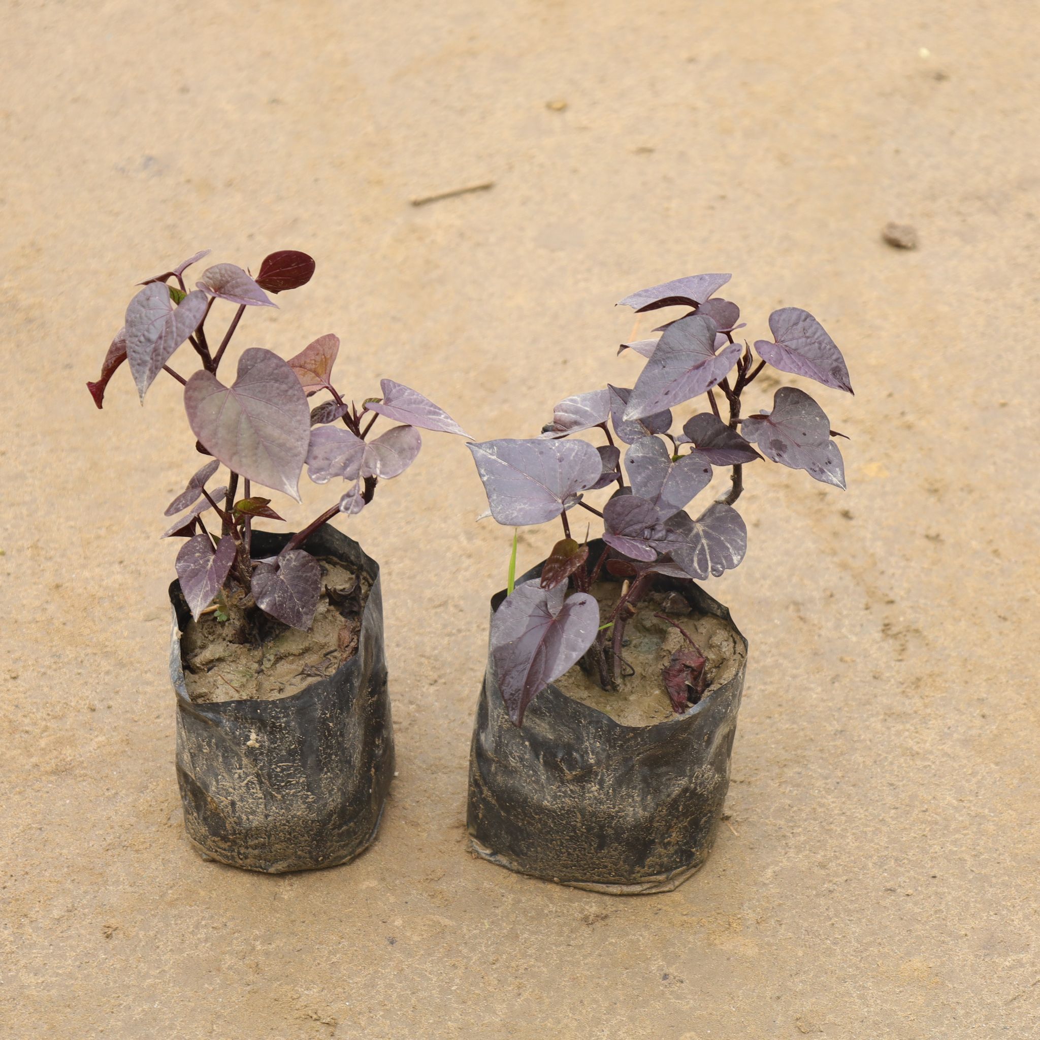 Set Of 2 - Ipomea / Sweet Potato Red Vine In 4 Inch Nursery Bag