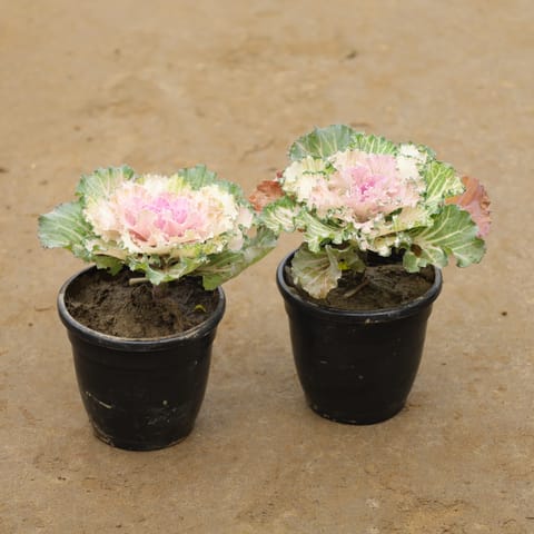 Set Of 2 - Kale In 4 Inch Nursery Pot