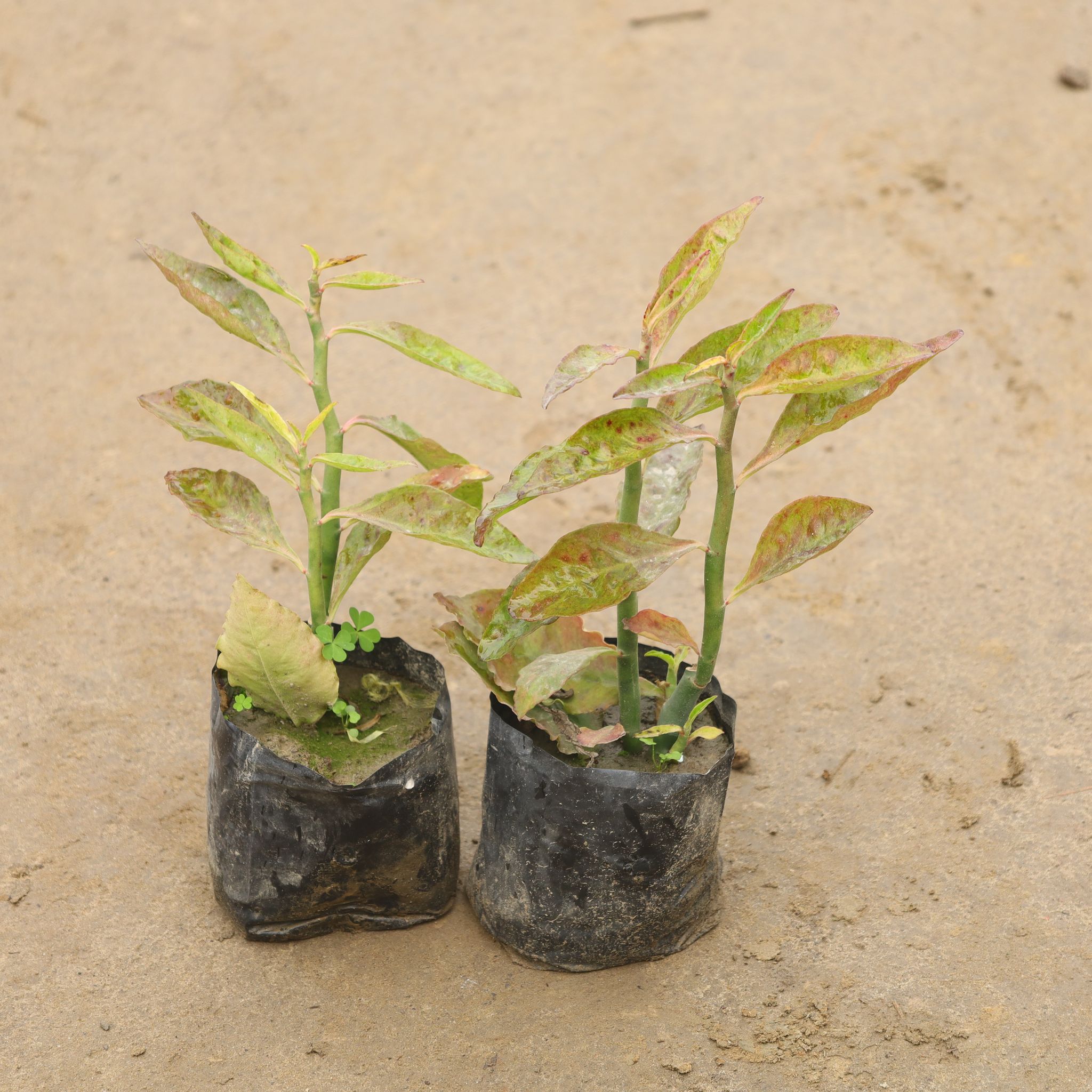 Set Of 2 - Laila Majnu In 4 Inch Nursery Bag