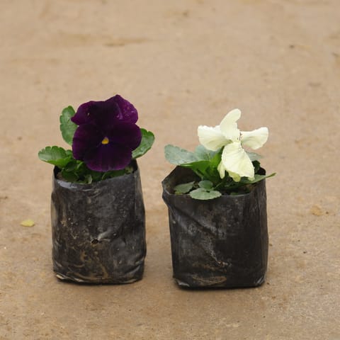 Set Of 2 - Pansy In 4 Inch Nursery Bag