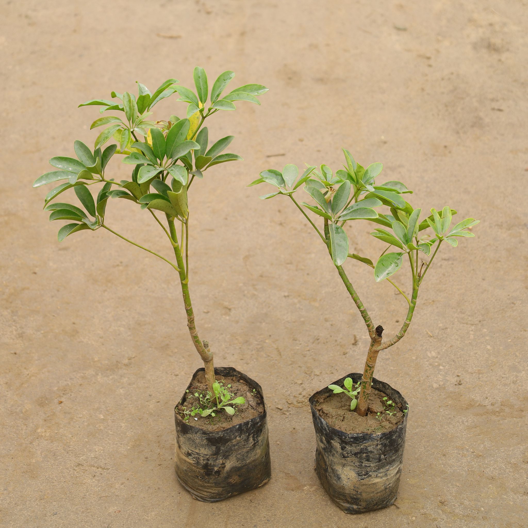 Set Of 2 - Schefflera Green In 6 Inch Nursery Bag