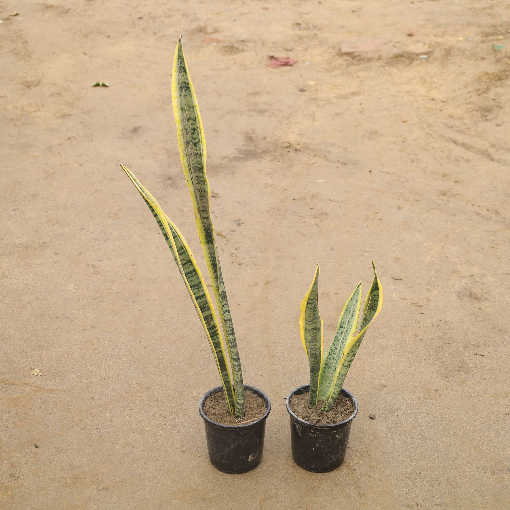 Set Of 2 - Snake Yellow In 6 Inch Nursery Pot
