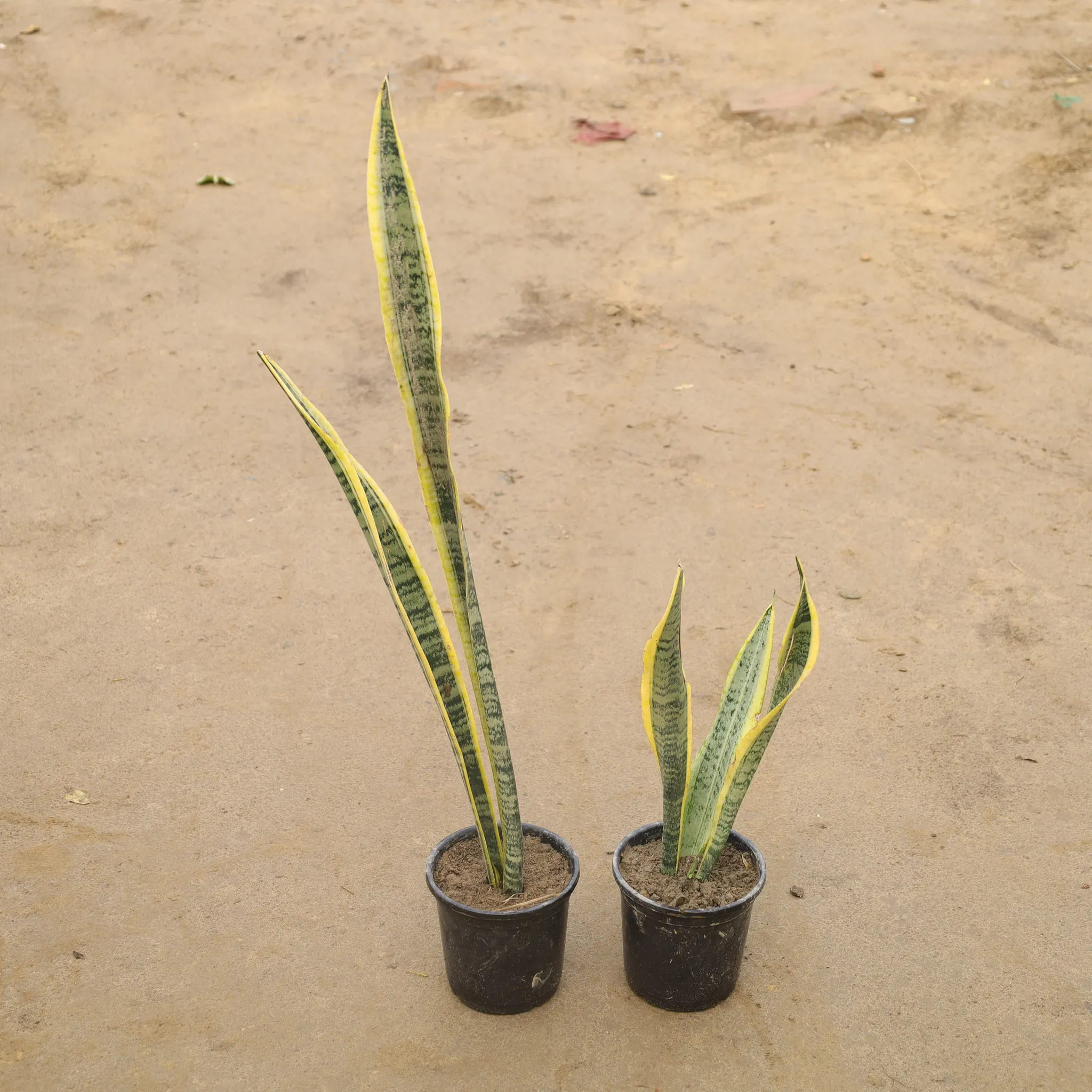 Set Of 2 - Snake Yellow In 6 Inch Nursery Pot