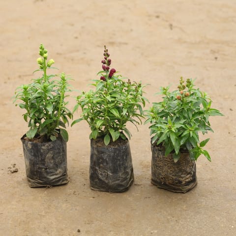 Set Of 3 - Antirrhinum Majus (Snapdragon) / Dog Flower In 4 Inch Nursery Bag