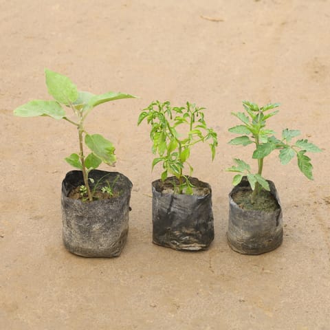 Set Of 3 - Brinjal, Green Chilli & Tomato In 4 Inch Nursery Bag