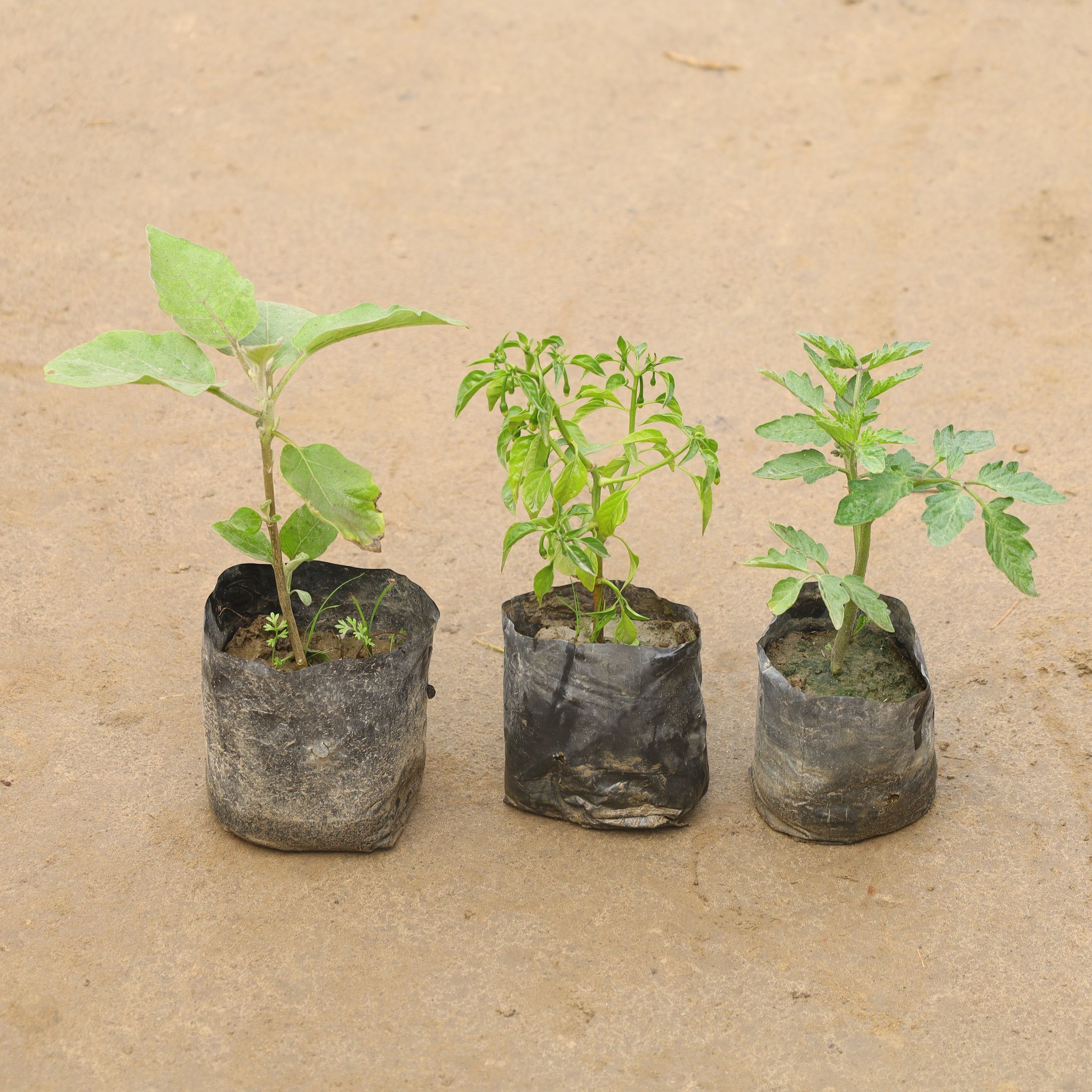Set Of 3 - Brinjal, Green Chilli & Tomato In 4 Inch Nursery Bag