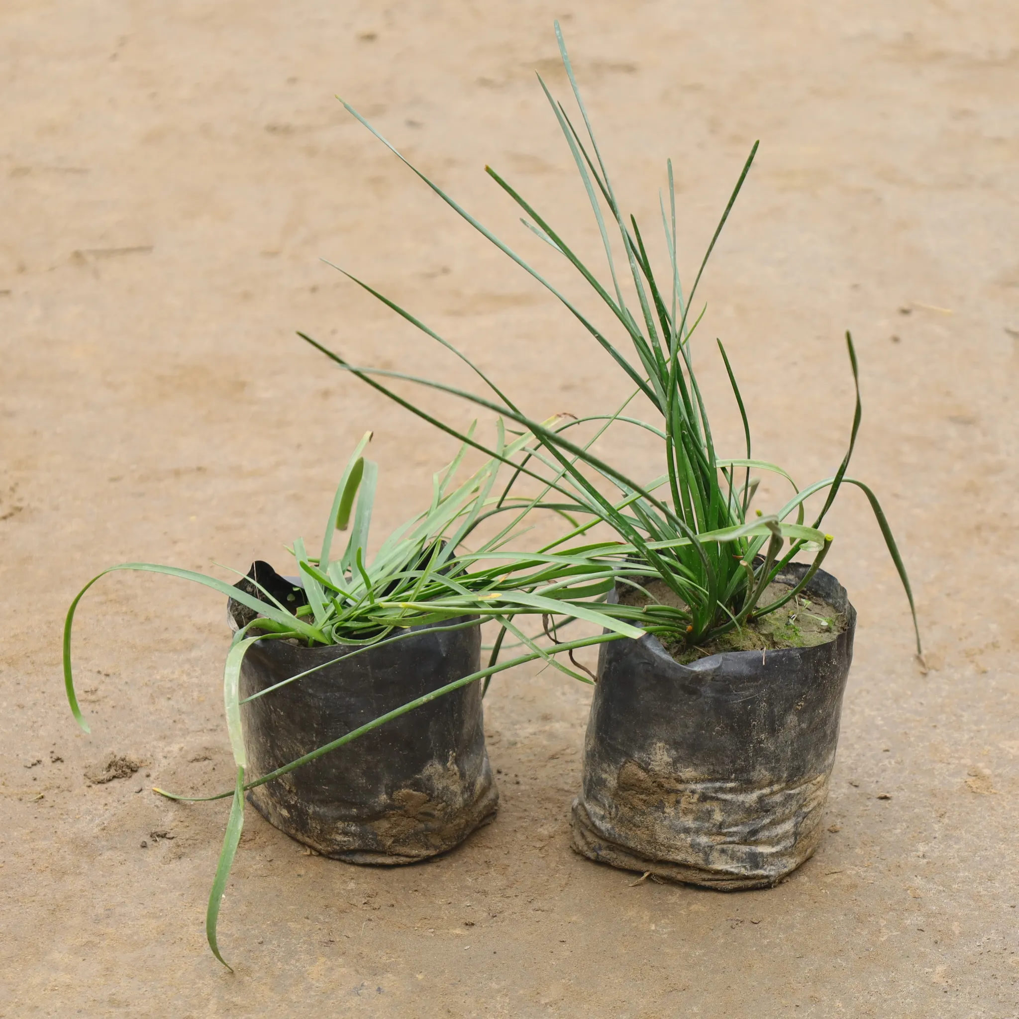 Set Of 3 - Rain Lily In 4 Inch Nursery Bag