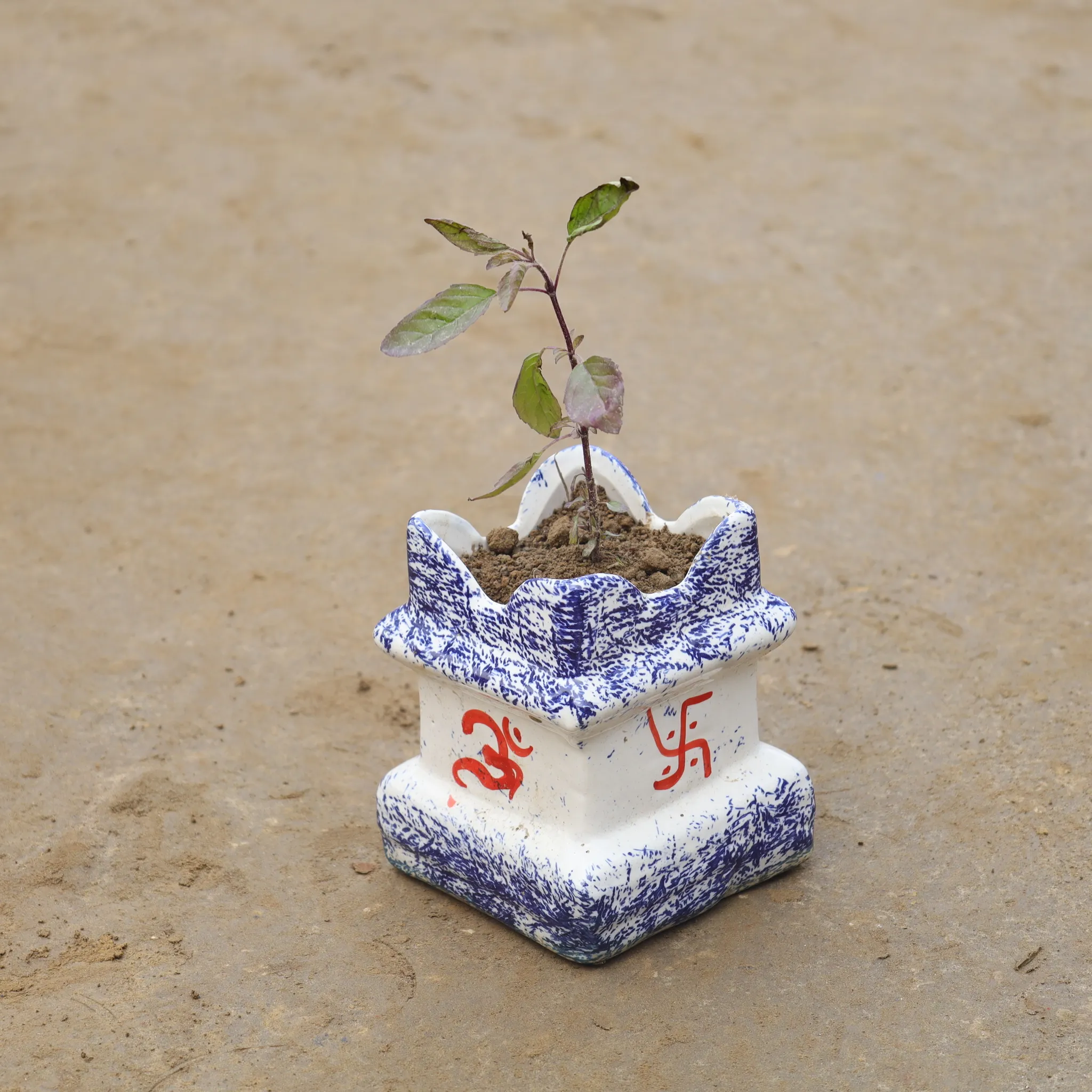 Shyama Tulsi In 6 Inch Designer Tulsi Ceramic Pot (Any Colour)