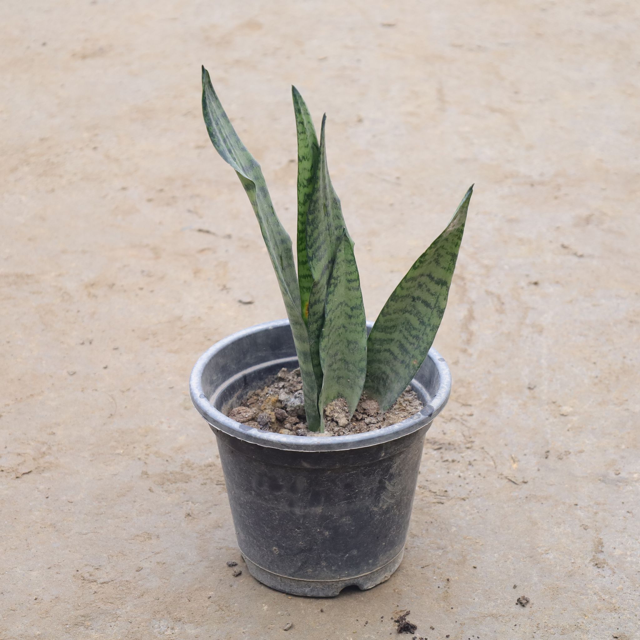 Snake Green In 6 Inch Nursery Pot