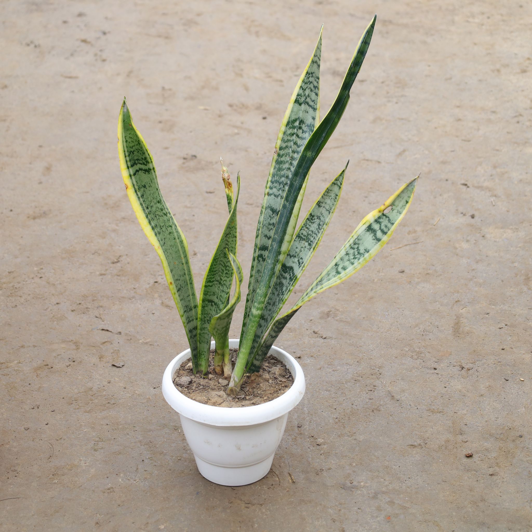 Snake Long Yellow In 10 Inch Classy White Plastic Pot