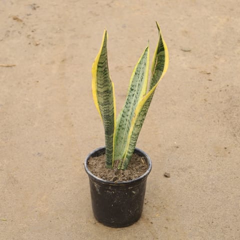 Snake Yellow In 6 Inch Nursery Pot