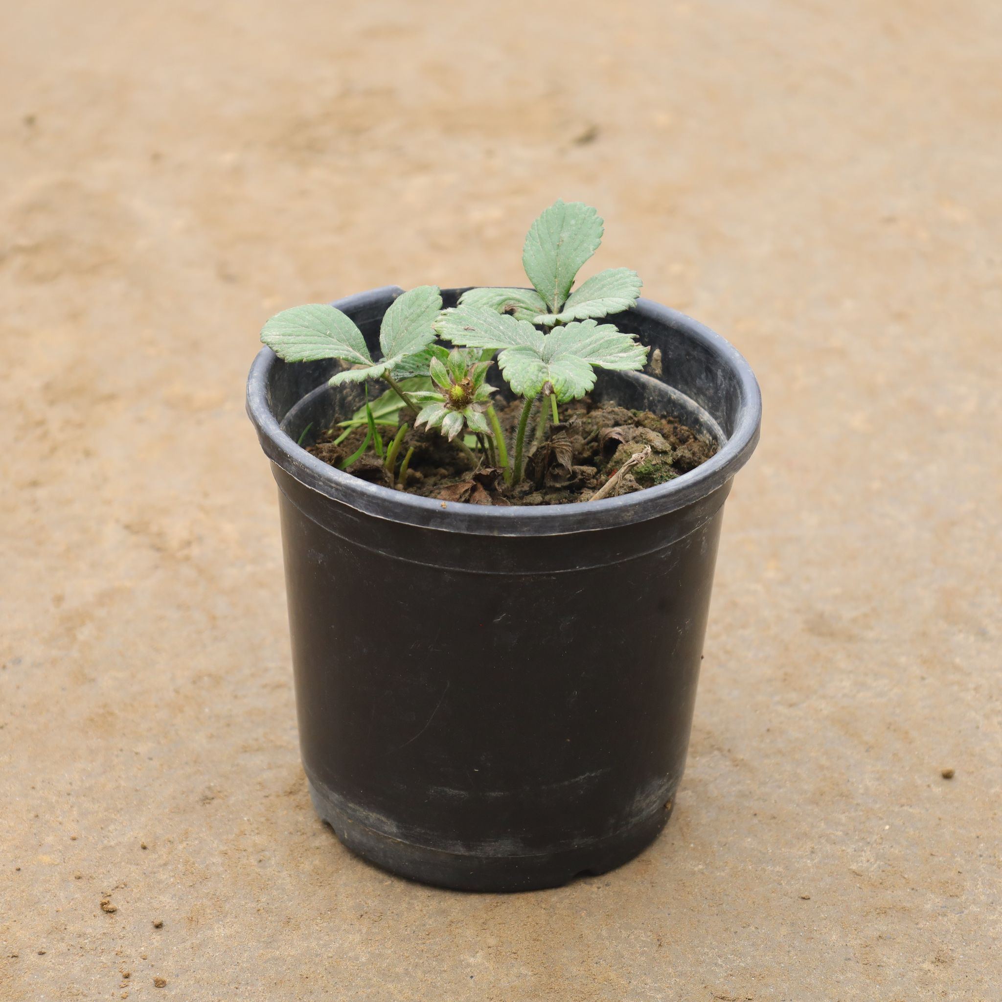 Strawberry In 6 Inch Nursery Pot