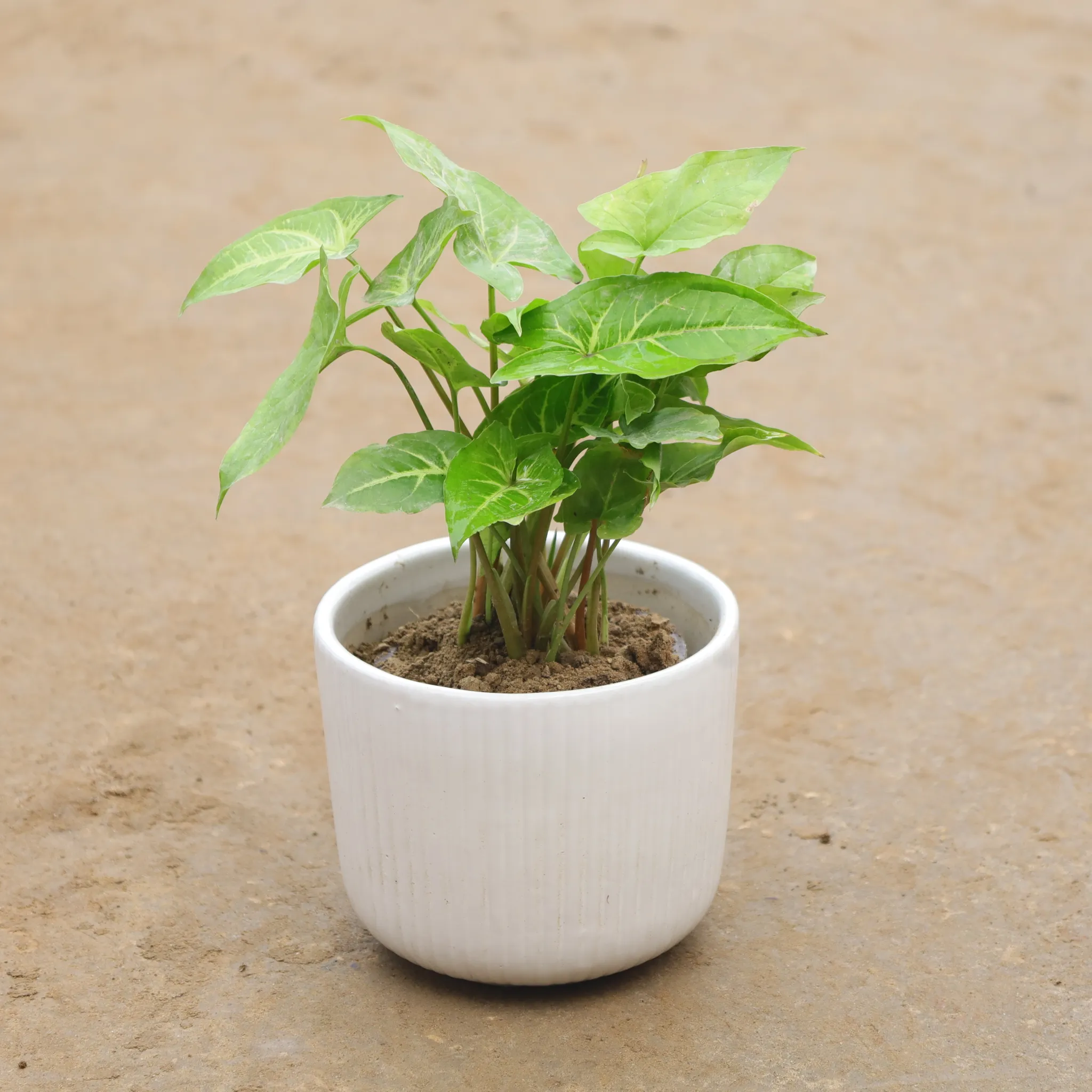 Syngonium In 4 Inch Classy White Cylindrical Ceramic Pot