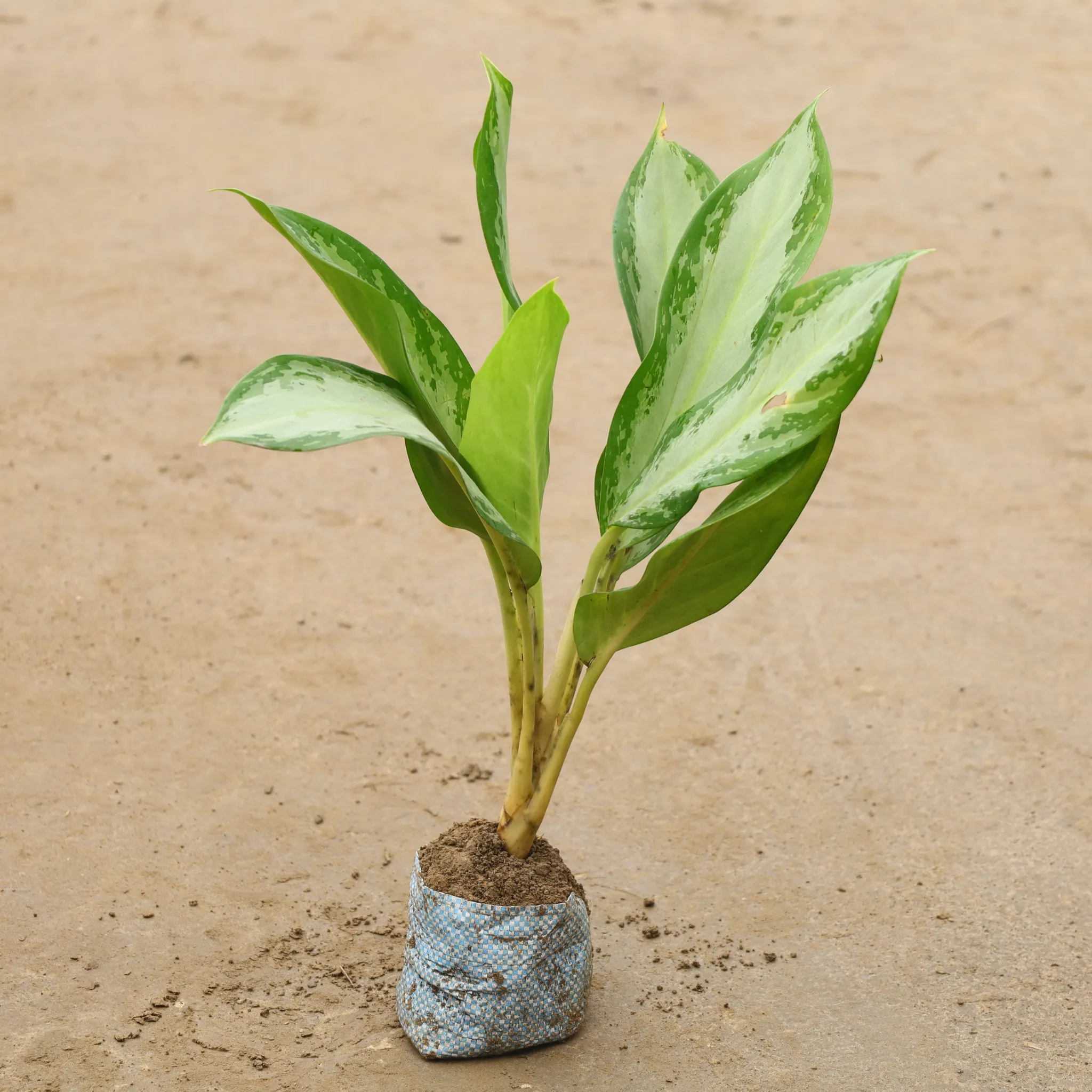 Aglaonema Dove In 4 Inch Nursery Bag