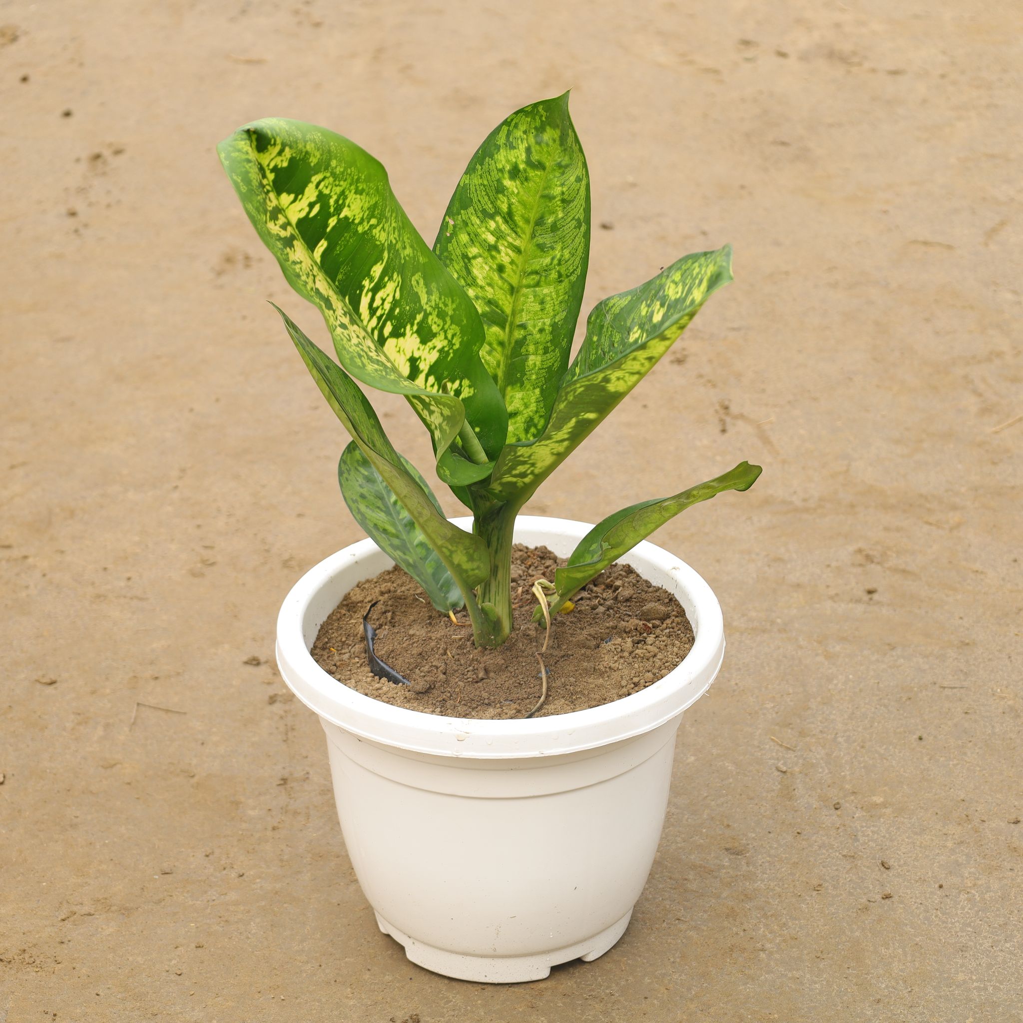 Aglaonema Tiger In 12 Inch Classy White Plastic Pot