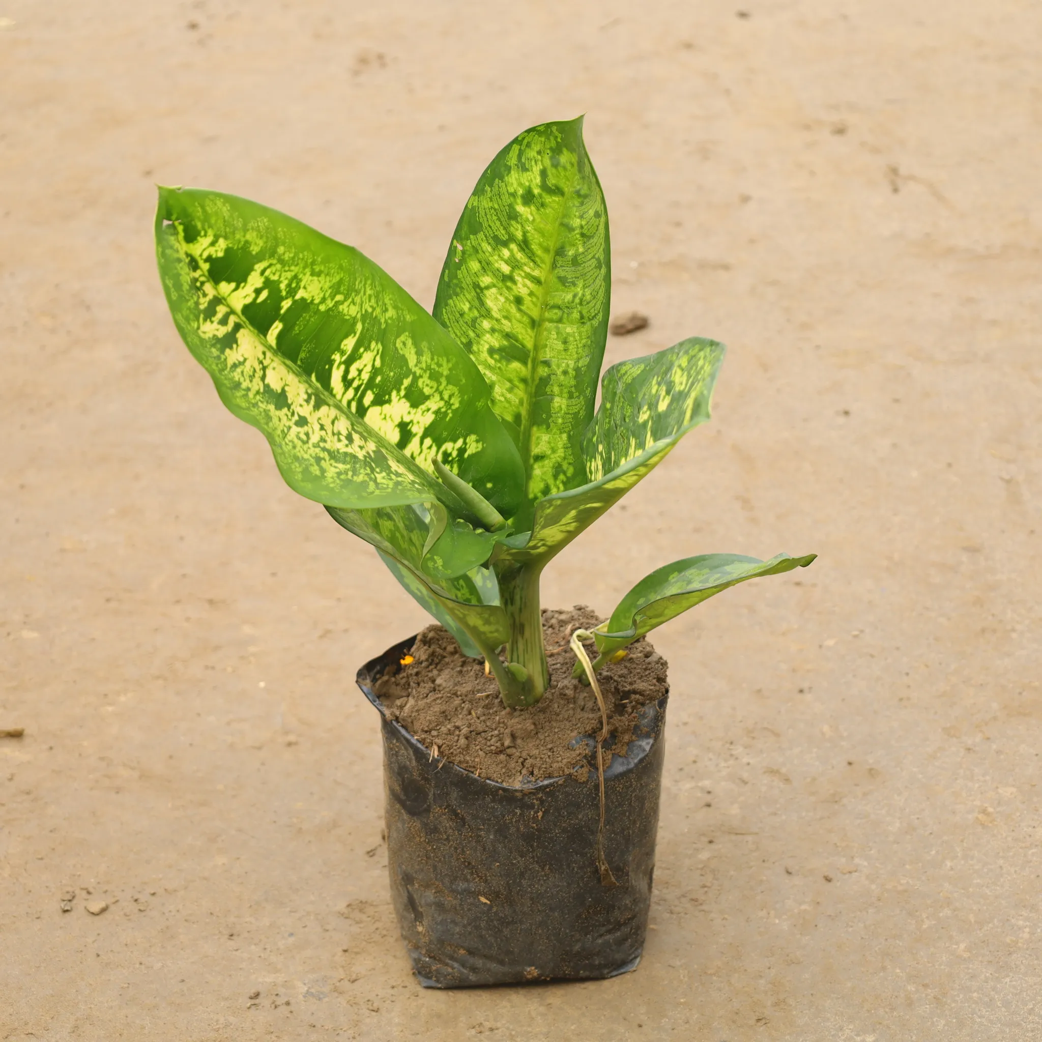 Aglaonema Tiger In 8 Inch Nursery Bag