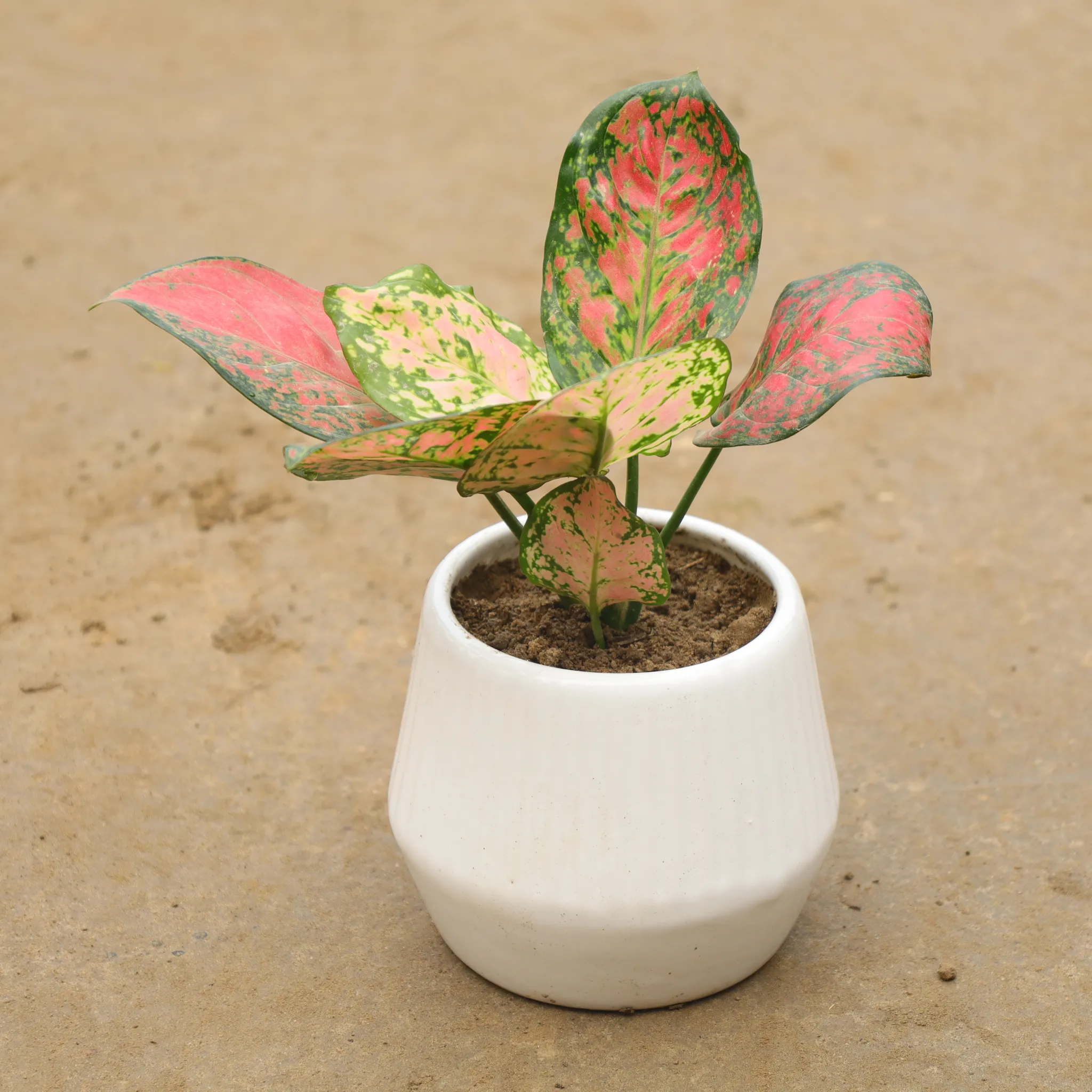 Aglaonema Valentine In 6 Inch Classy White Ceramic Table Pot(Any Design)