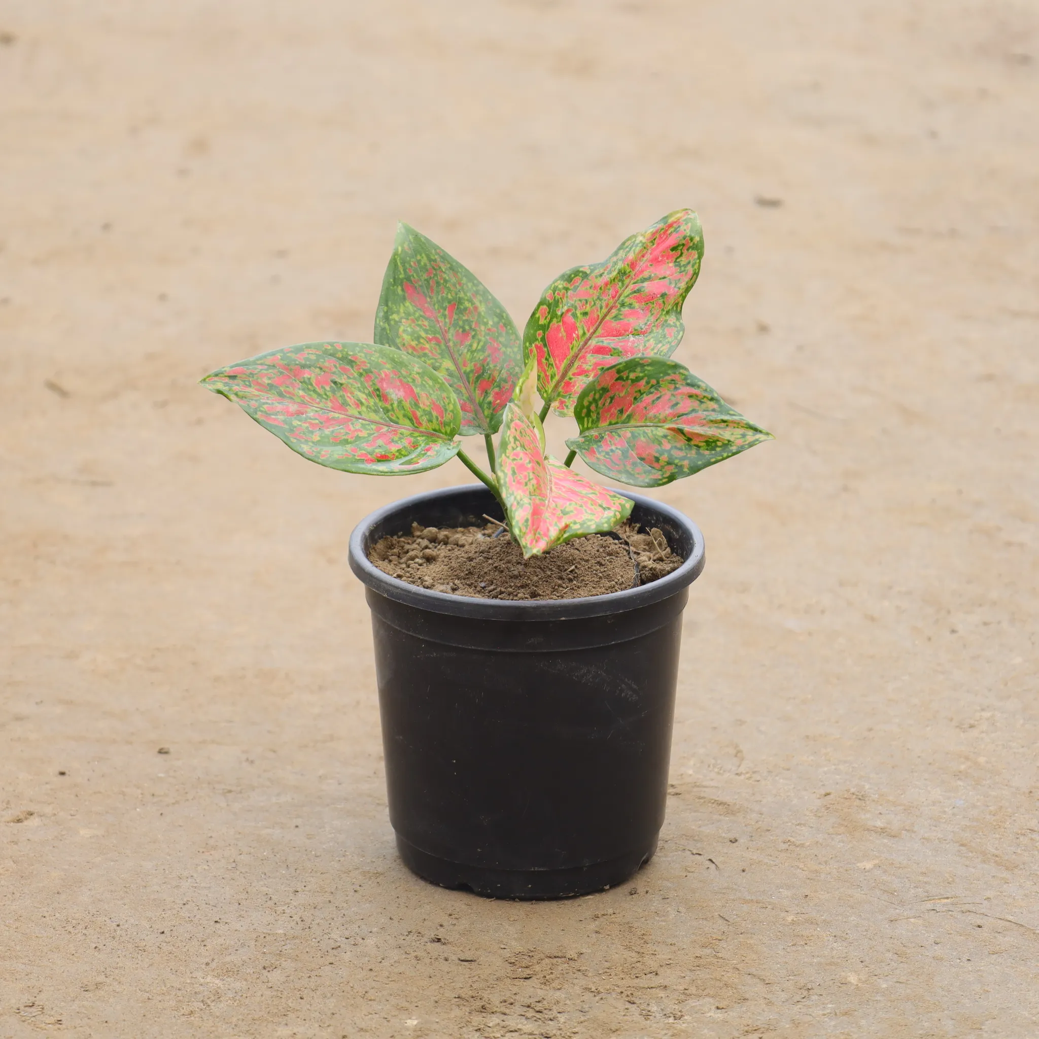 Aglaonema Valentine In 6 Inch Nursery Pot