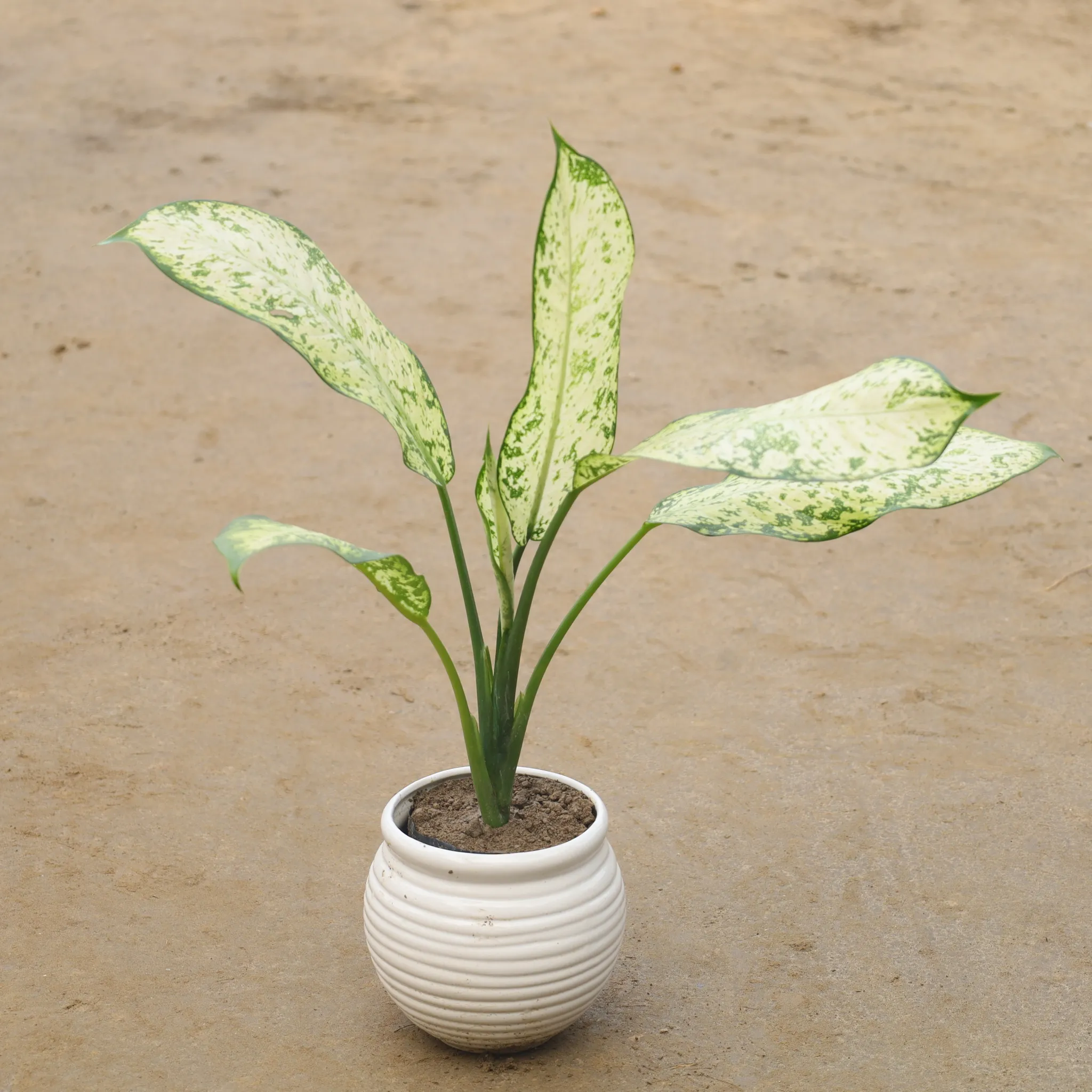 Aglaonema White In 8 Inch White Designer Round Ceramic Pot(Any Design)