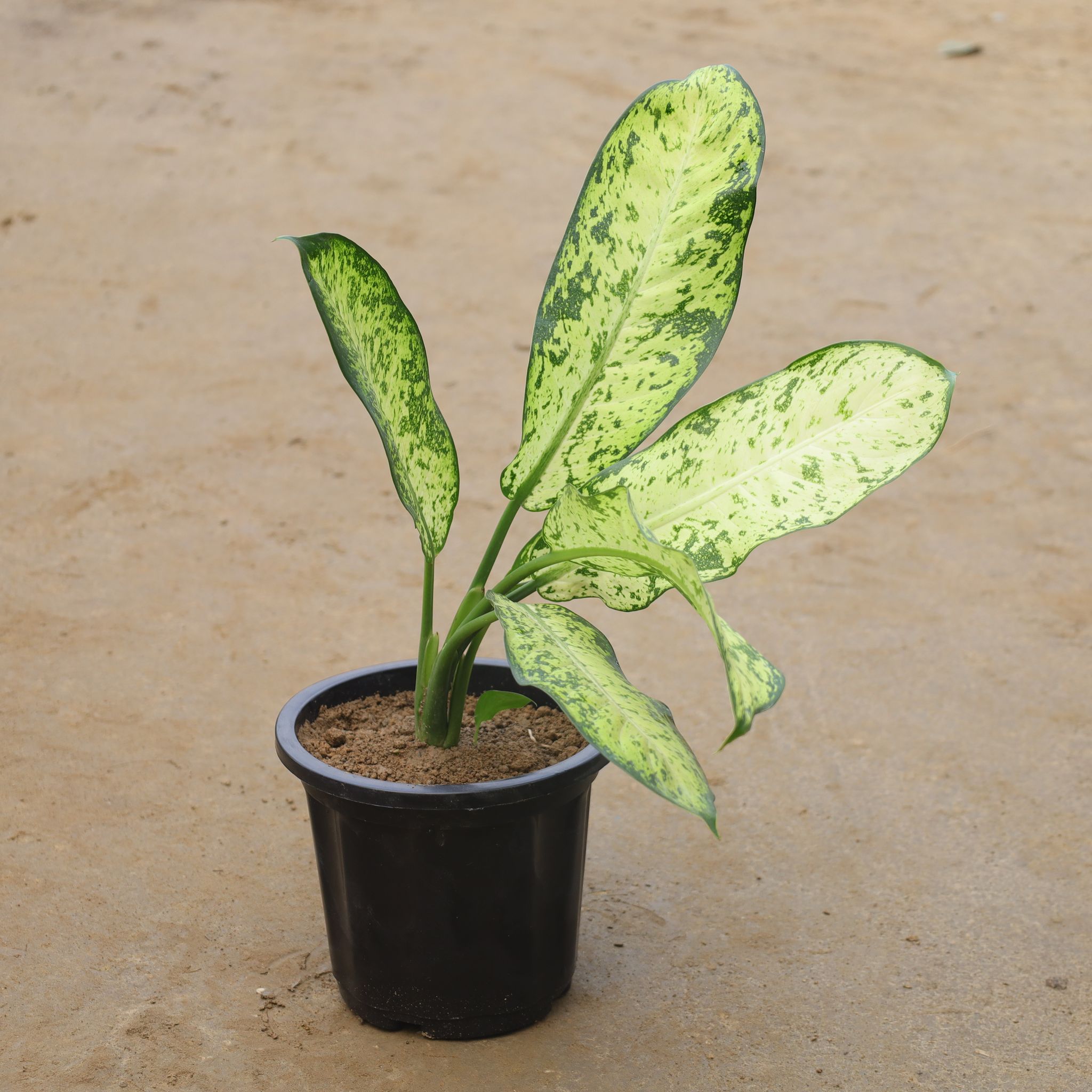Aglaonema White In 6 Inch Nursery Pot
