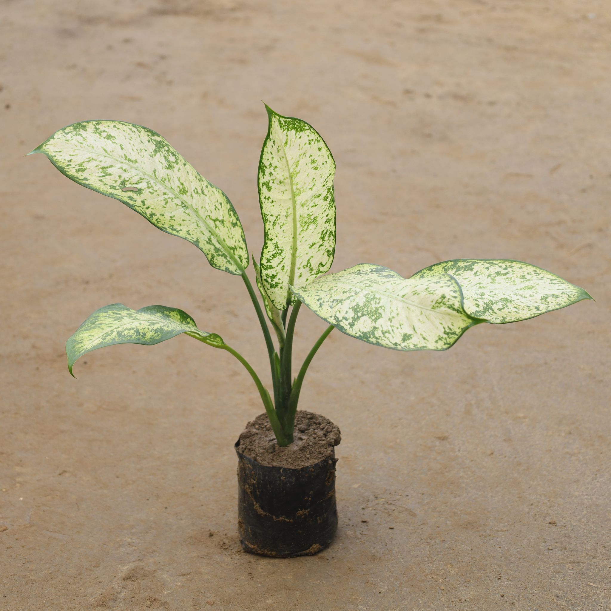 Aglaonema White In 6 Inch Nursery Bag
