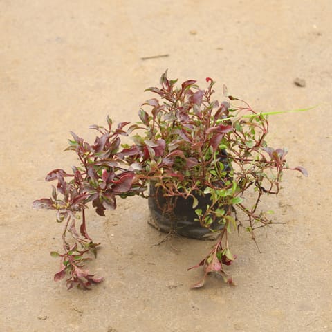 Alternanthera Red In 4 Inch Nursery Bag
