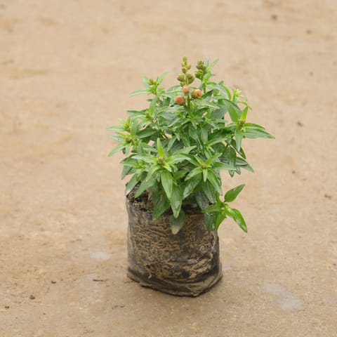 Antirrhinum Majus (Snapdragon) / Dog Flower (Any Colour) In 4 Inch Nursery Bag