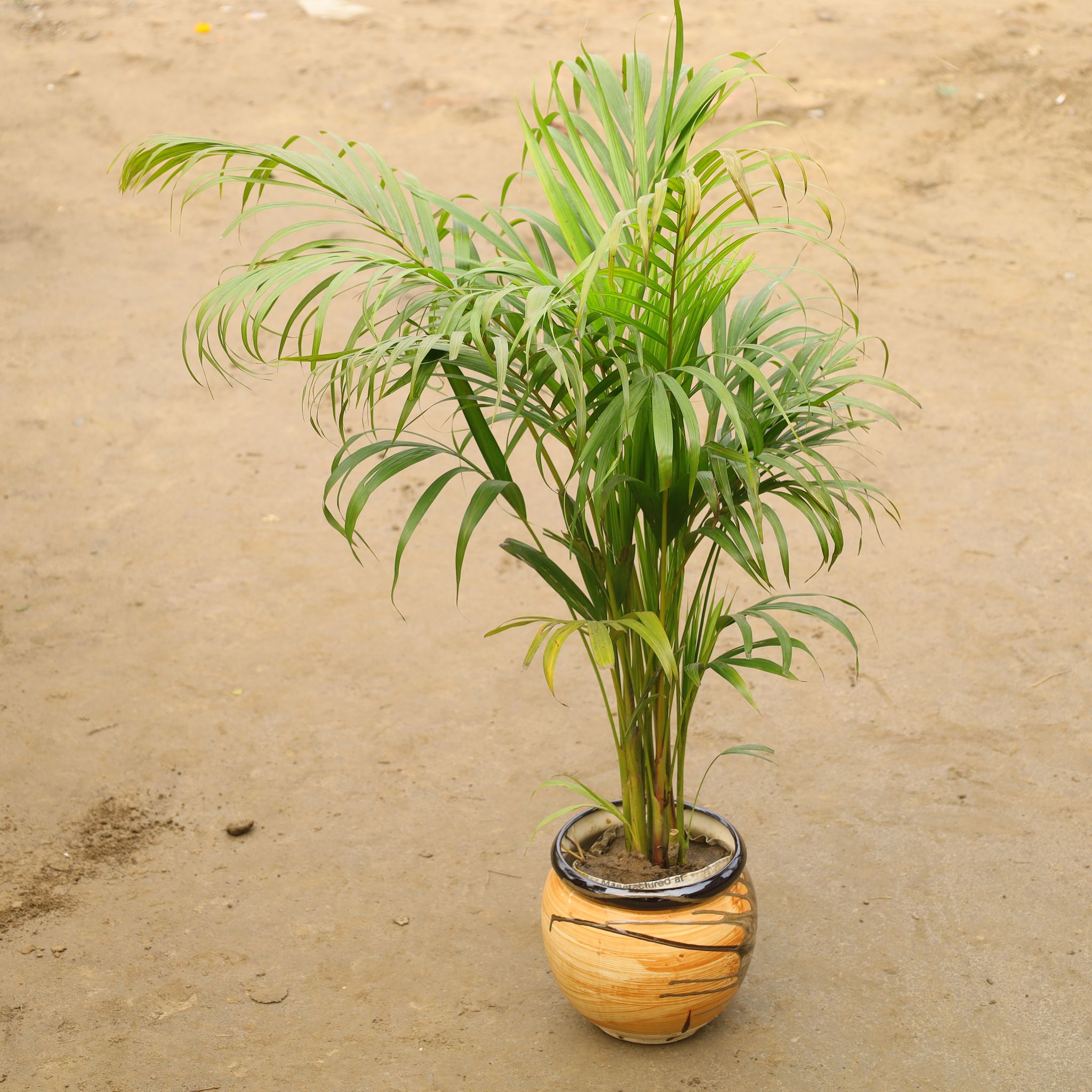 Areca Palm In 12 Inch Matki Designer Ceramic Pot(Any Color & Design)