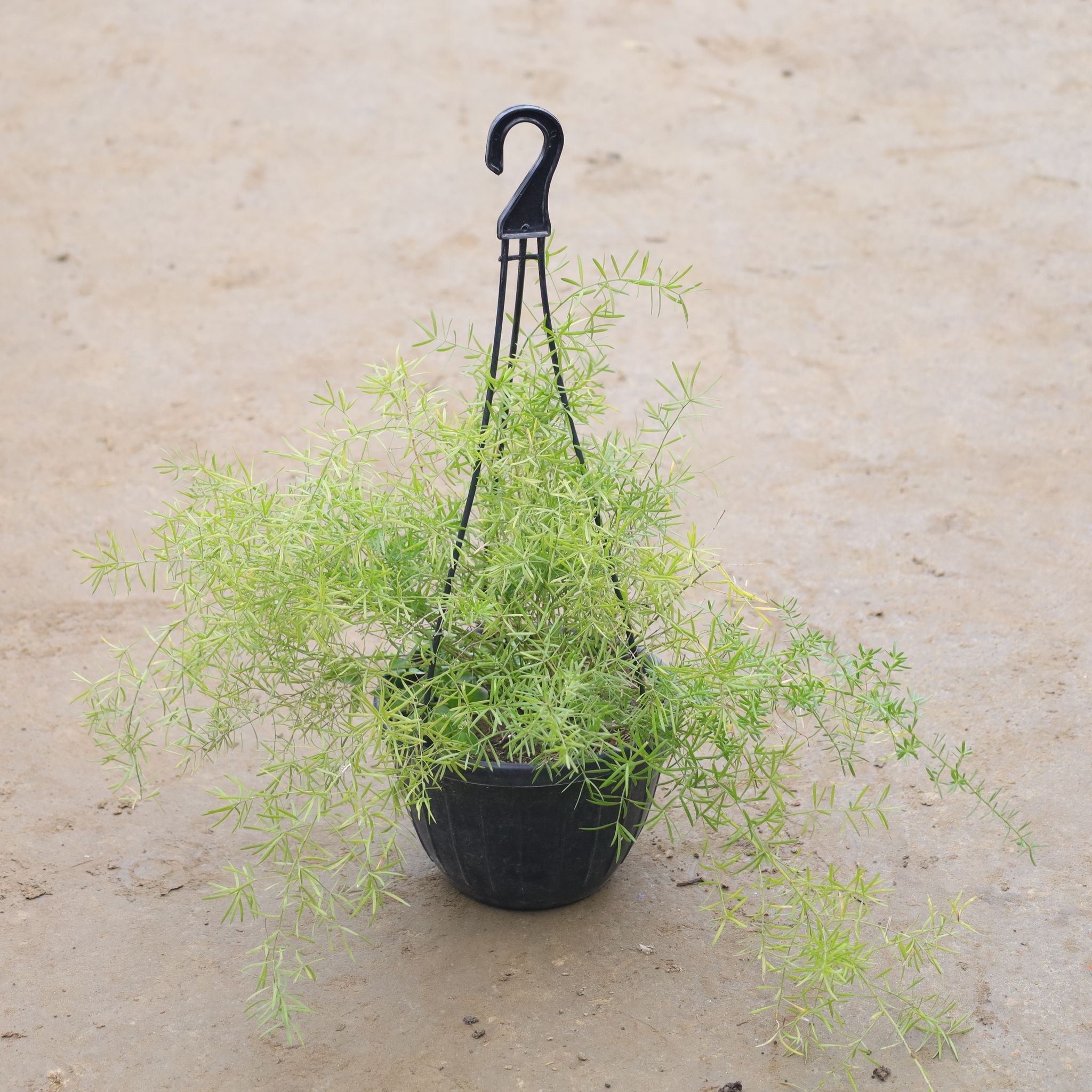 Asparagus In 8 Inch Black Hanging Plastic Basket