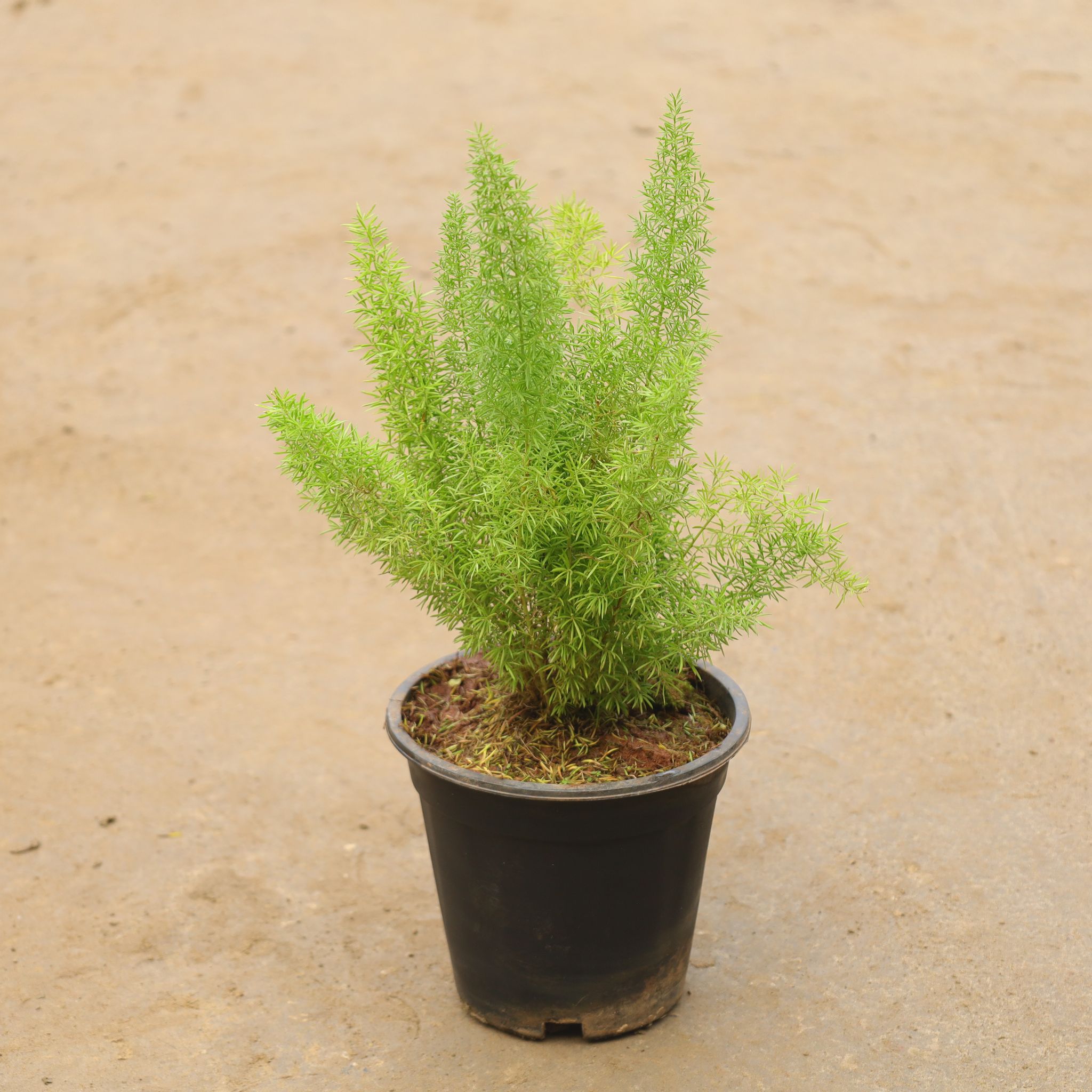 Asparagus Marry In 6 Inch Nursery Pot