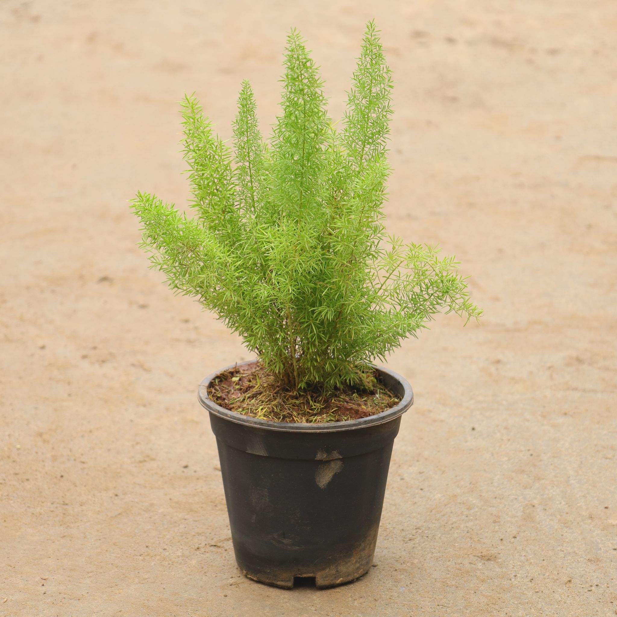Asparagus Marry In 6 Inch Nursery Pot