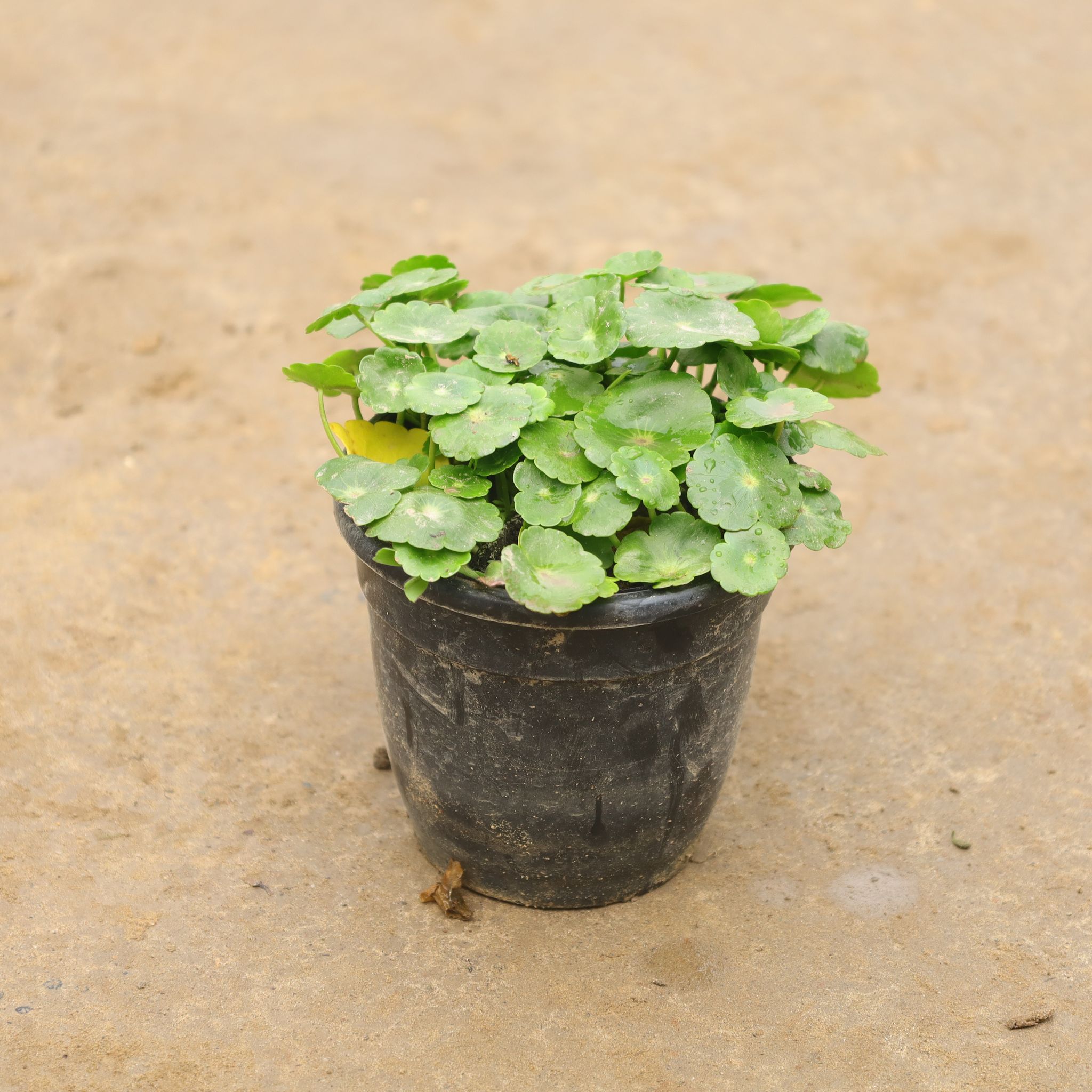 Brahmi Dollar In 4 Inch Nursery Pot