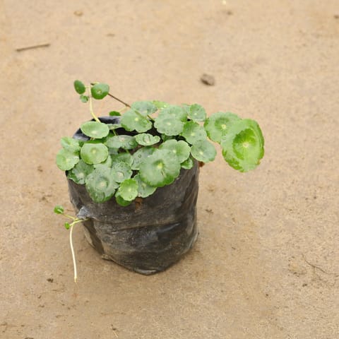 Brahmi Dollar In 4 Inch Nursery Bag