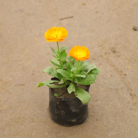 Calendula (Any Colour) In 4 Inch Nursery Bag