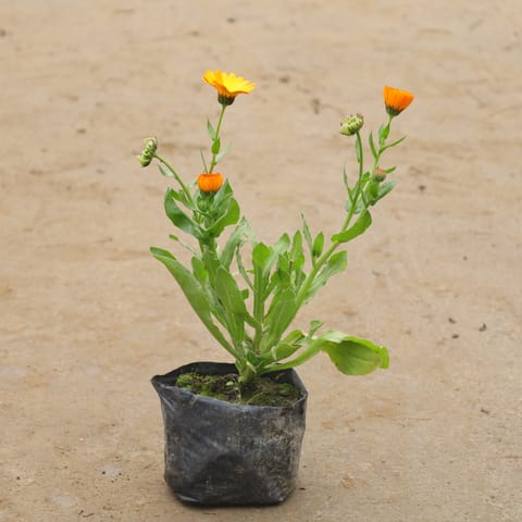 Calendula (Any Colour) In 4 Inch Nursery Bag