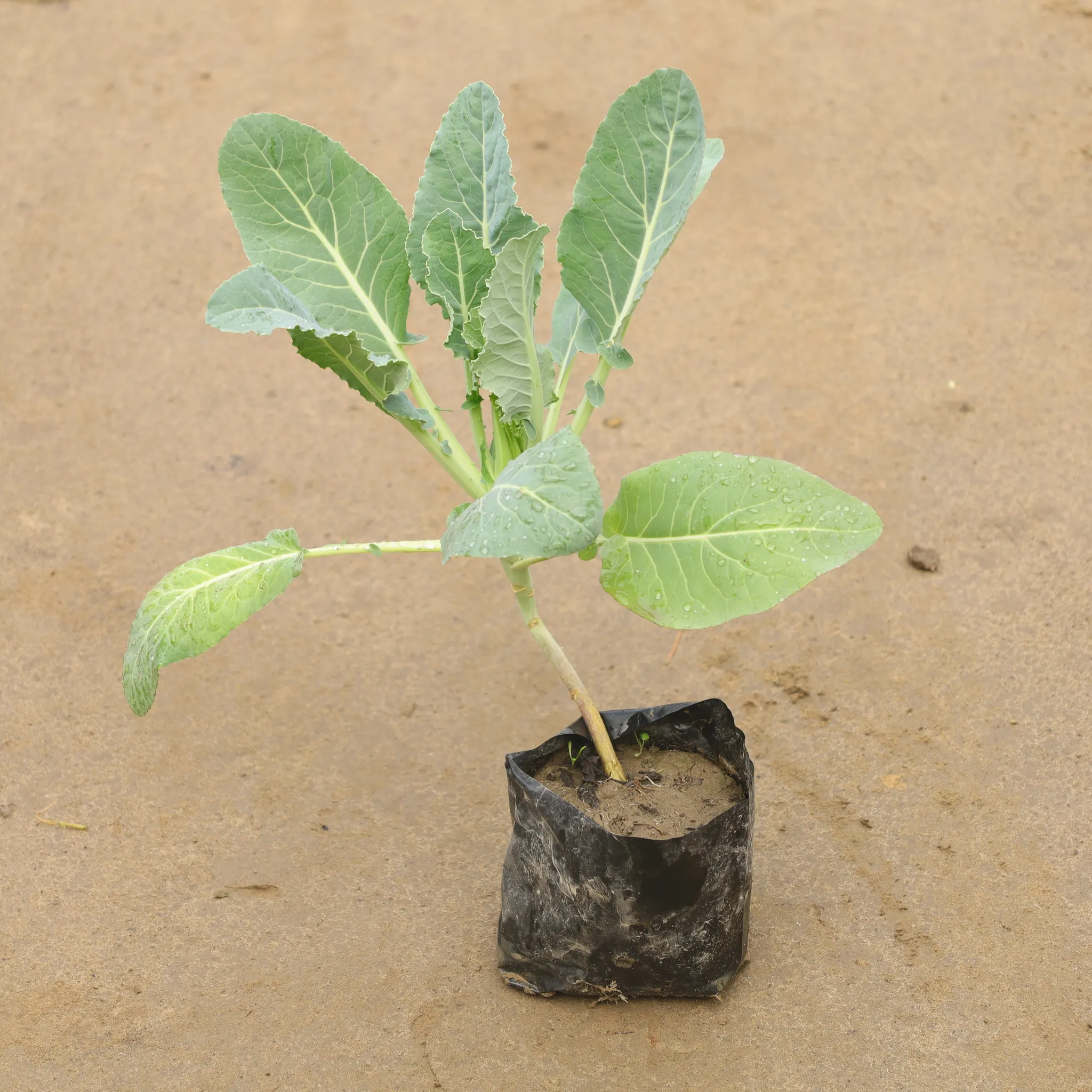 Cauliflower / Gobhi In 4 Inch Nursery Bag