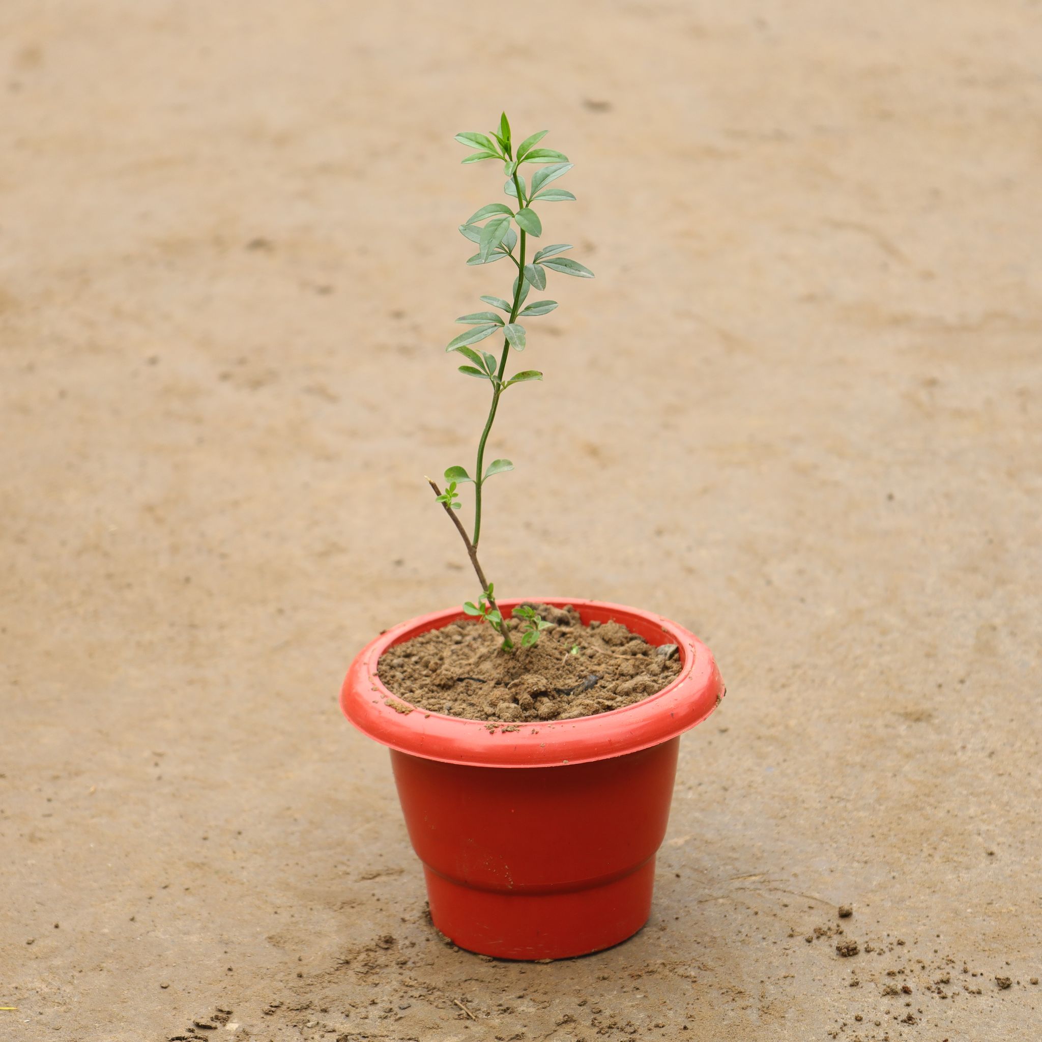 Chameli Yellow In 6 Inch Classy Red Plastic Pot