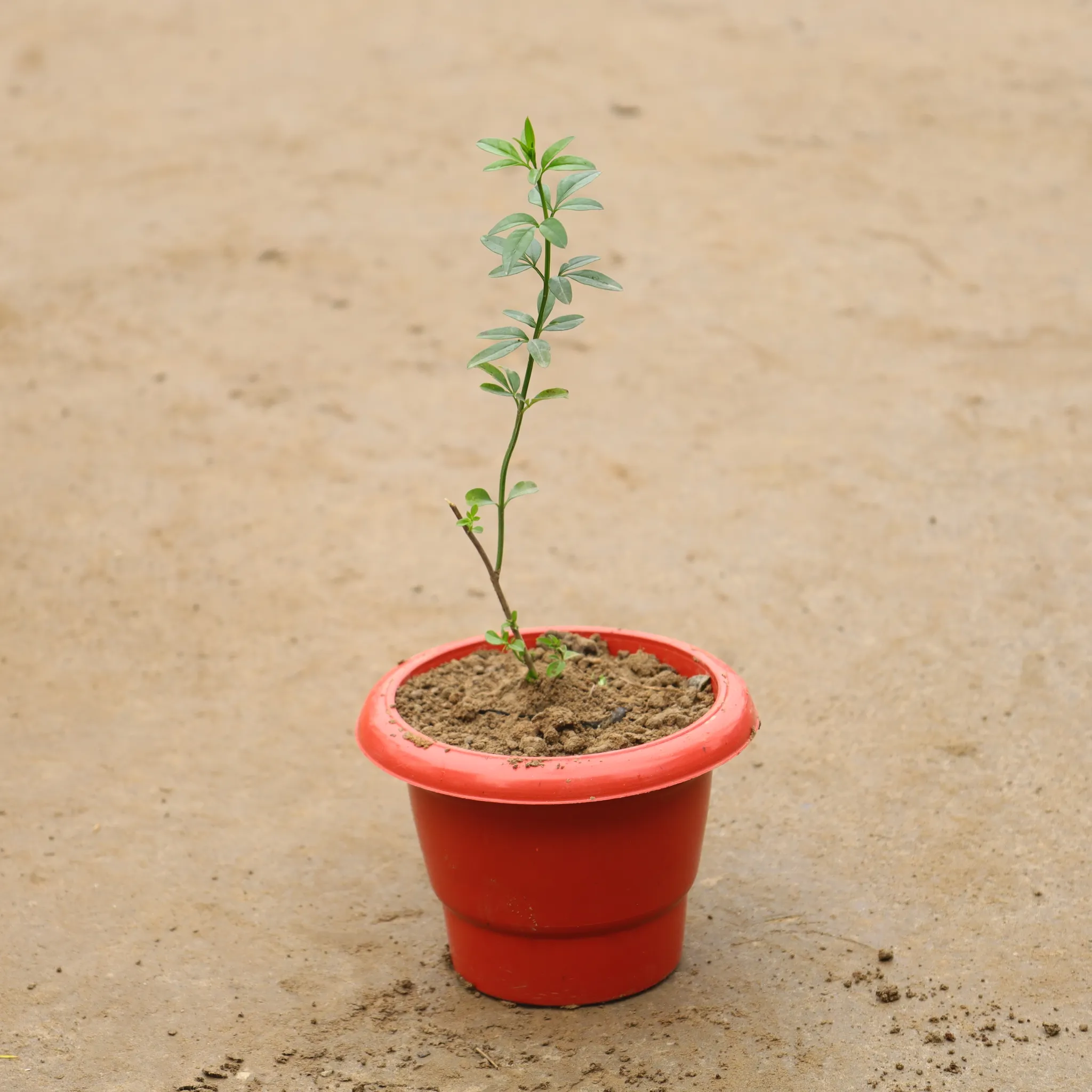 Chameli Yellow In 6 Inch Classy Red Plastic Pot
