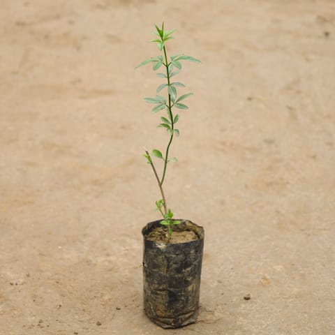 Chameli Yellow In 4 Inch Nursery Bag