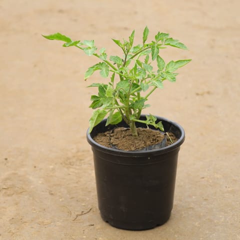 Cherry Tomato In 6 Inch Nursery Pot