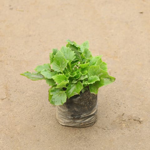 Cineraria (Any Colour) In 4 Inch Nursery Bag