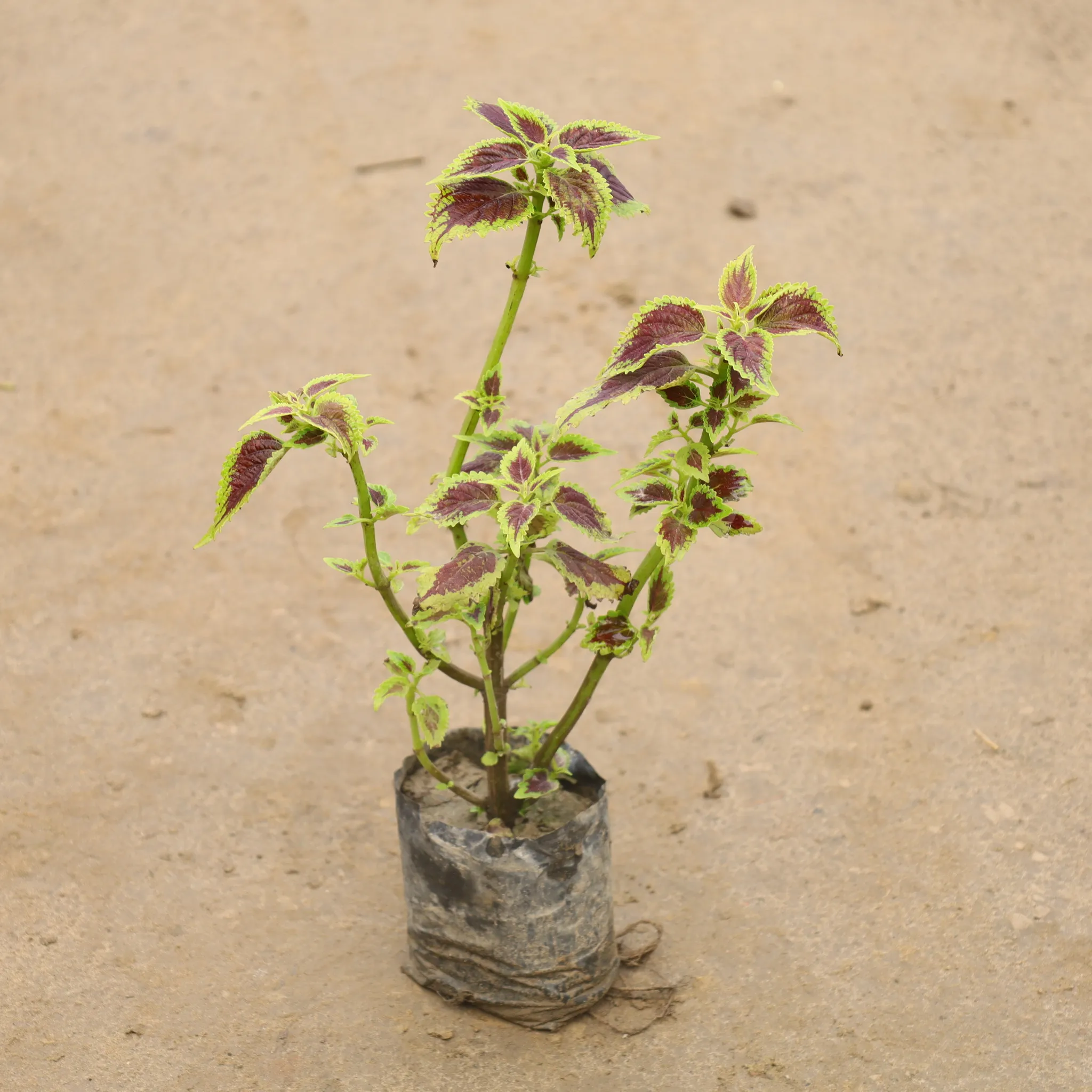 Coleus In 4 Inch Nursery Bag