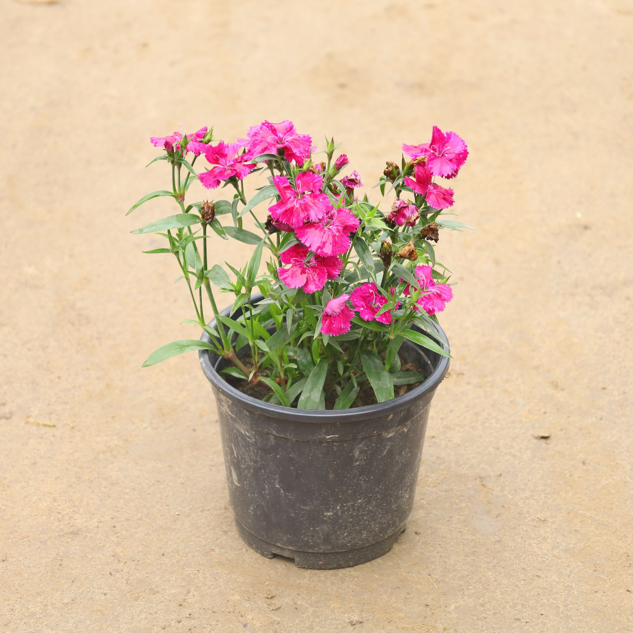 Dianthus (Any Color) In 6 Inch Nursery Pot