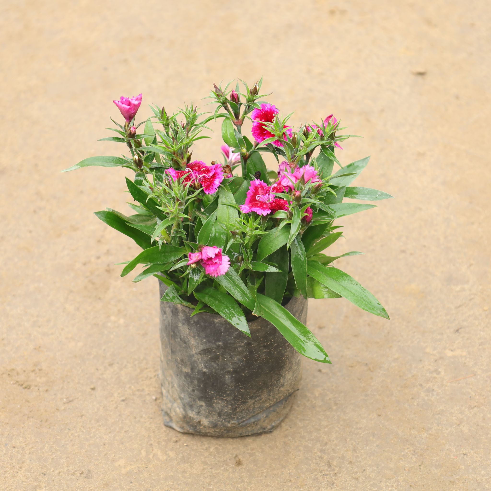Dianthus (Any Color) In 4 Inch Nursery Bag