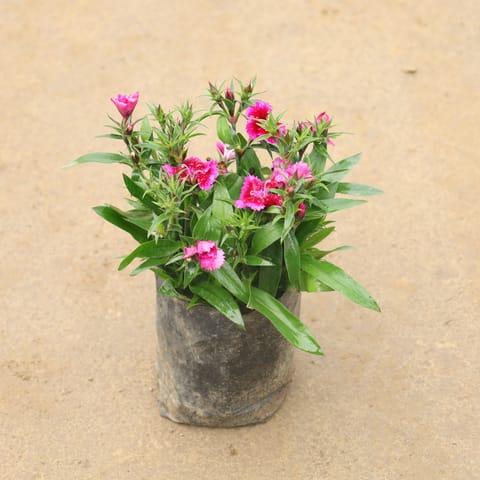 Dianthus (Any Color) In 4 Inch Nursery Bag
