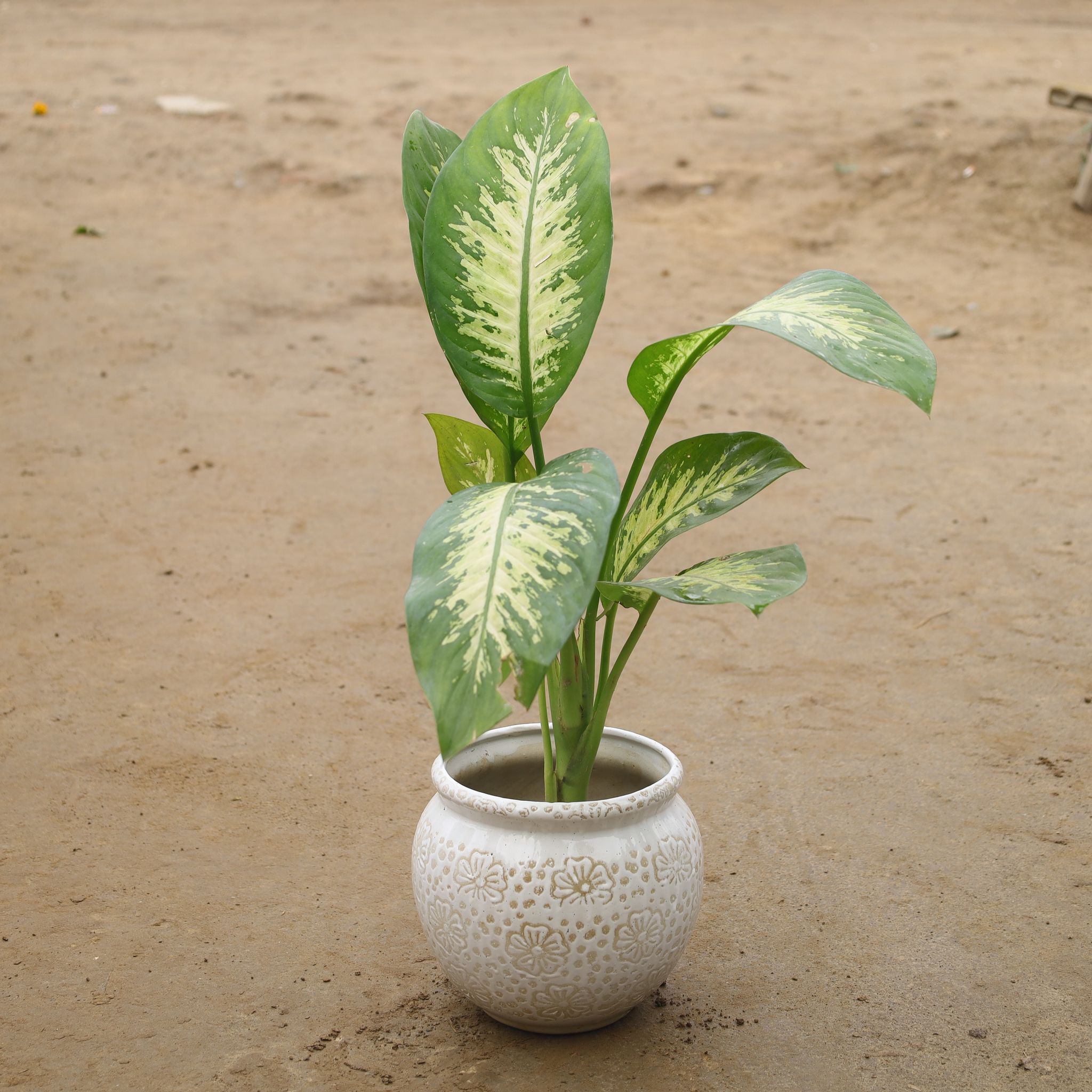 Dieffenbachia In 8 Inch Matki Designer Ceramic Pot( Any Color & Design)