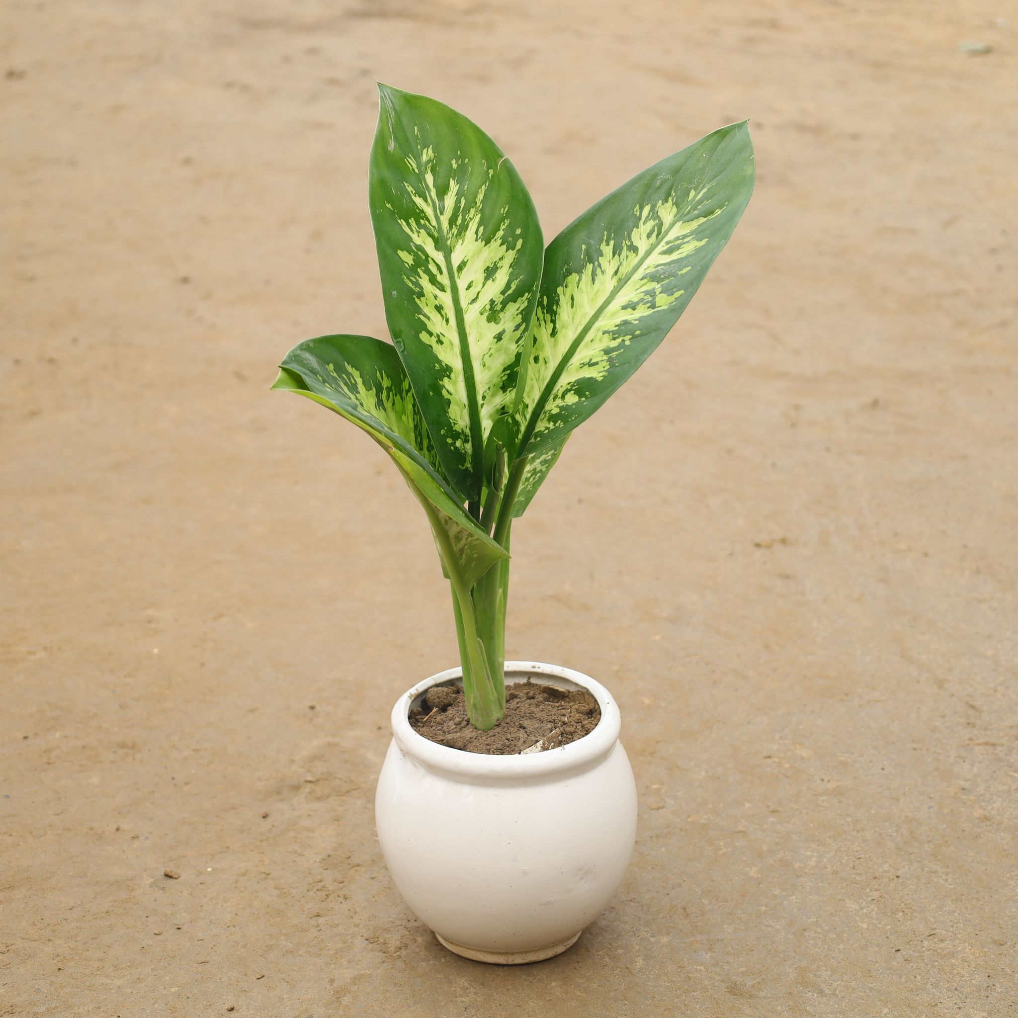 Dieffenbachia In 8 Inch Classy White Round Ceramic Pot