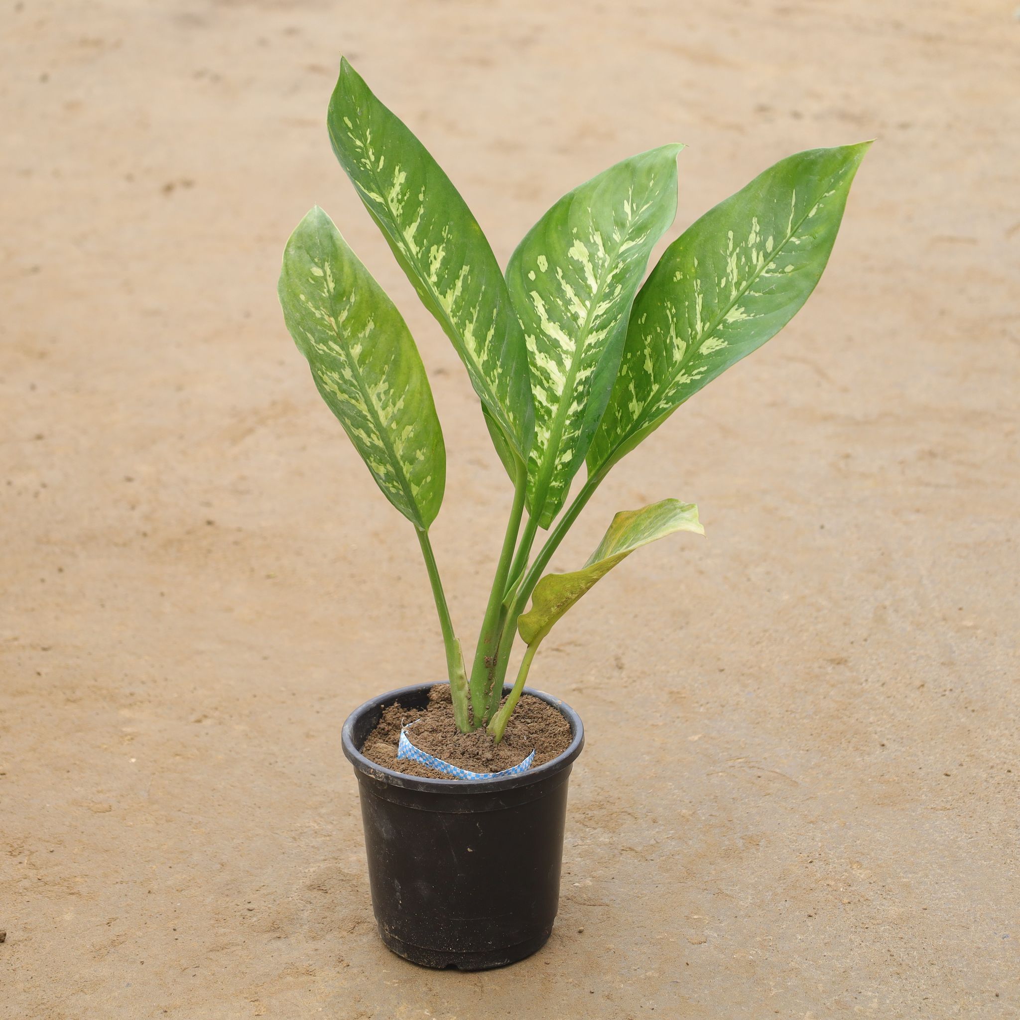 Dieffenbachia In 6 Inch Nursery Pot